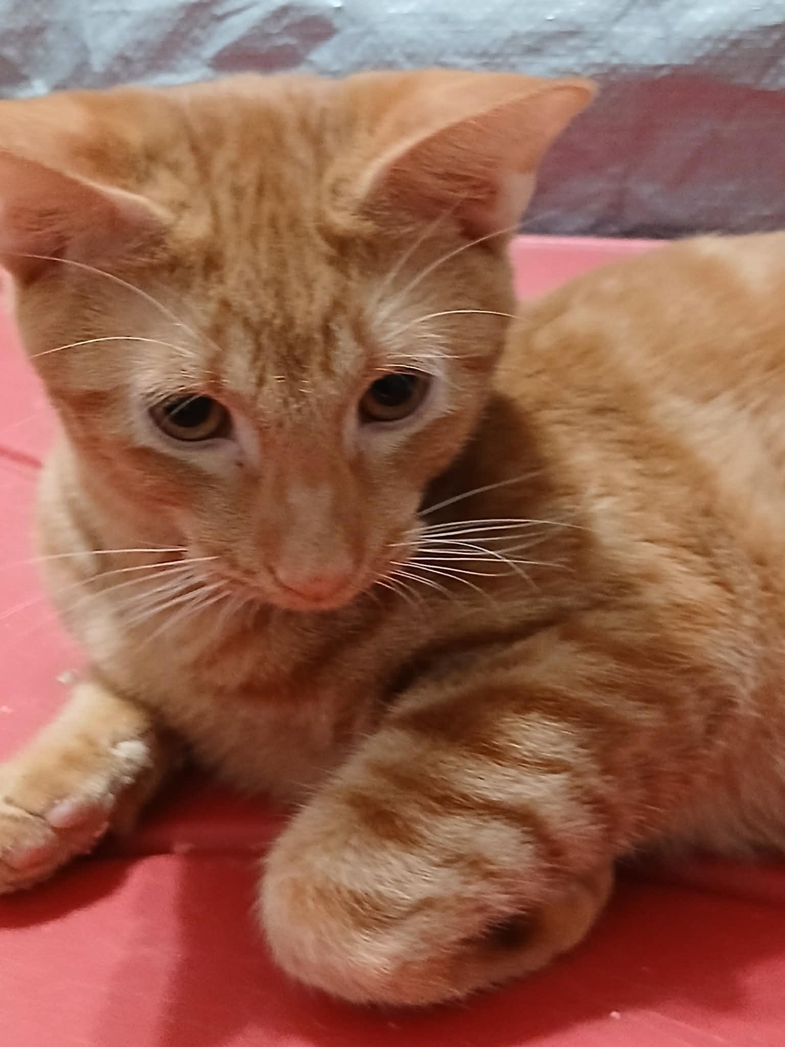 Enlarge Leo, a ADOPTABLE Domestic Short Hair in Lawrenceville, GA image 2/2