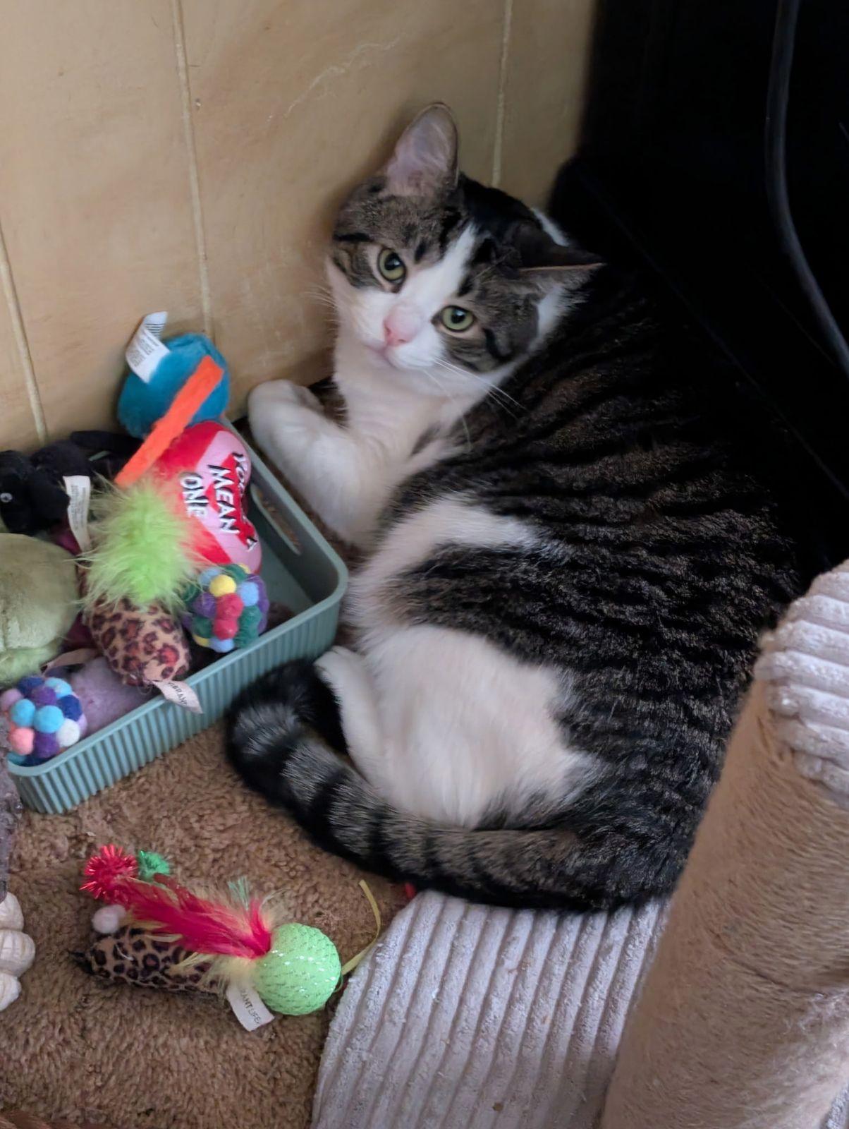 Cannoli, Adoptable, Adult Male Domestic Short Hair.