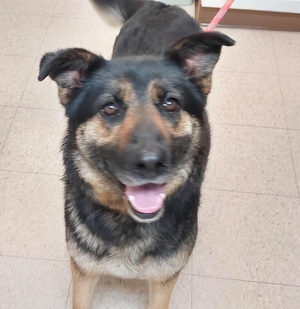 Enlarge Sapphire, a Adoptable mixed breed in Mocksville, NC image 1/3