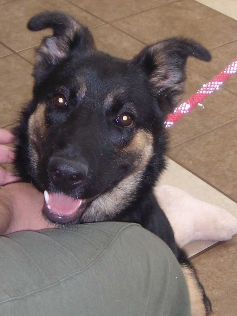 Enlarge Sapphire, a Adoptable mixed breed in Mocksville, NC image 2/3