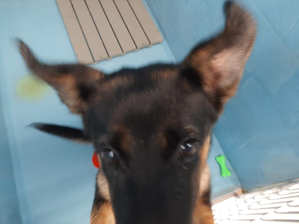 Enlarge Sapphire, a Adoptable mixed breed in Mocksville, NC image 3/3