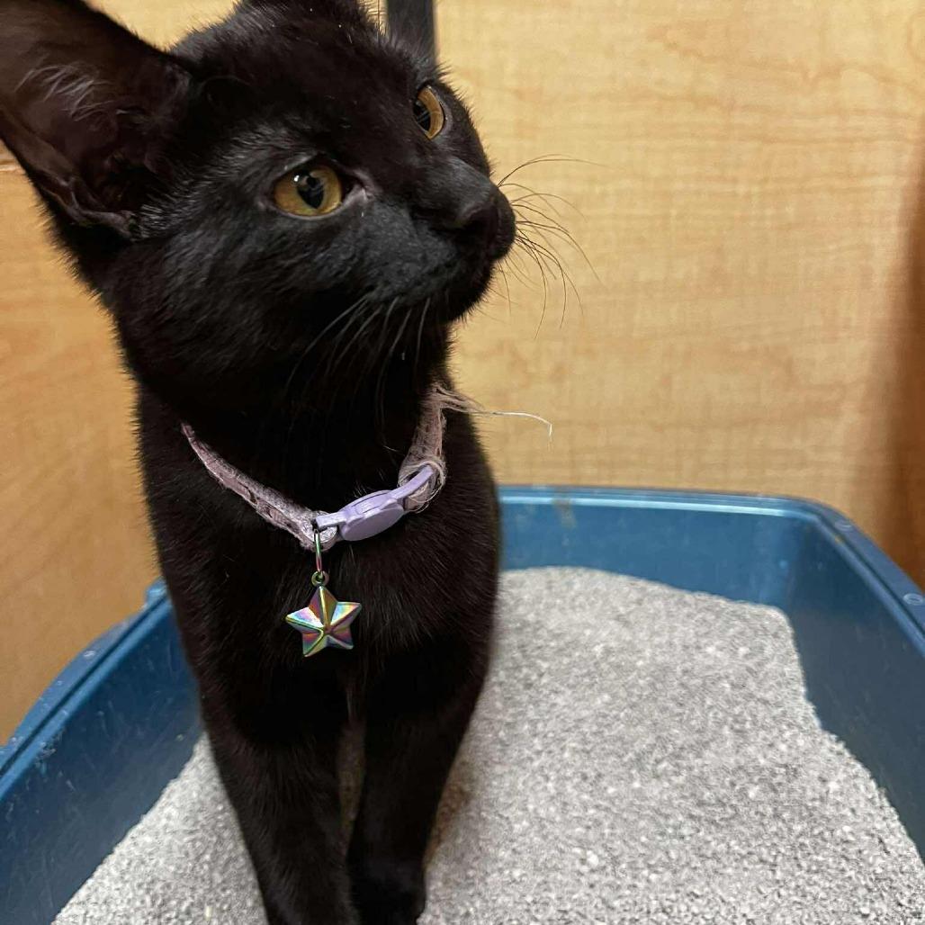 Rebecca, Adoptable, Kitten Female Domestic Short Hair.