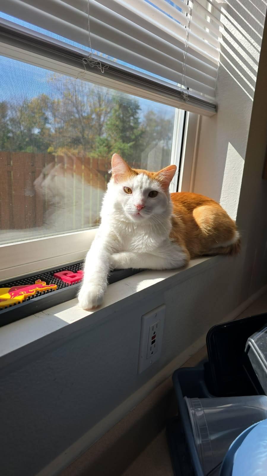 DASH, an adoptable Domestic Medium Hair in Grand Forks, ND, 58203 | Photo Image 6