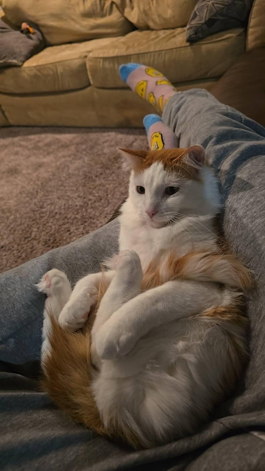 DASH, an adopted Domestic Medium Hair in Grand Forks, ND image 2/6