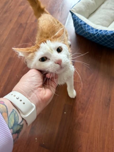 DASH, an adopted Domestic Medium Hair in Grand Forks, ND image 3/6