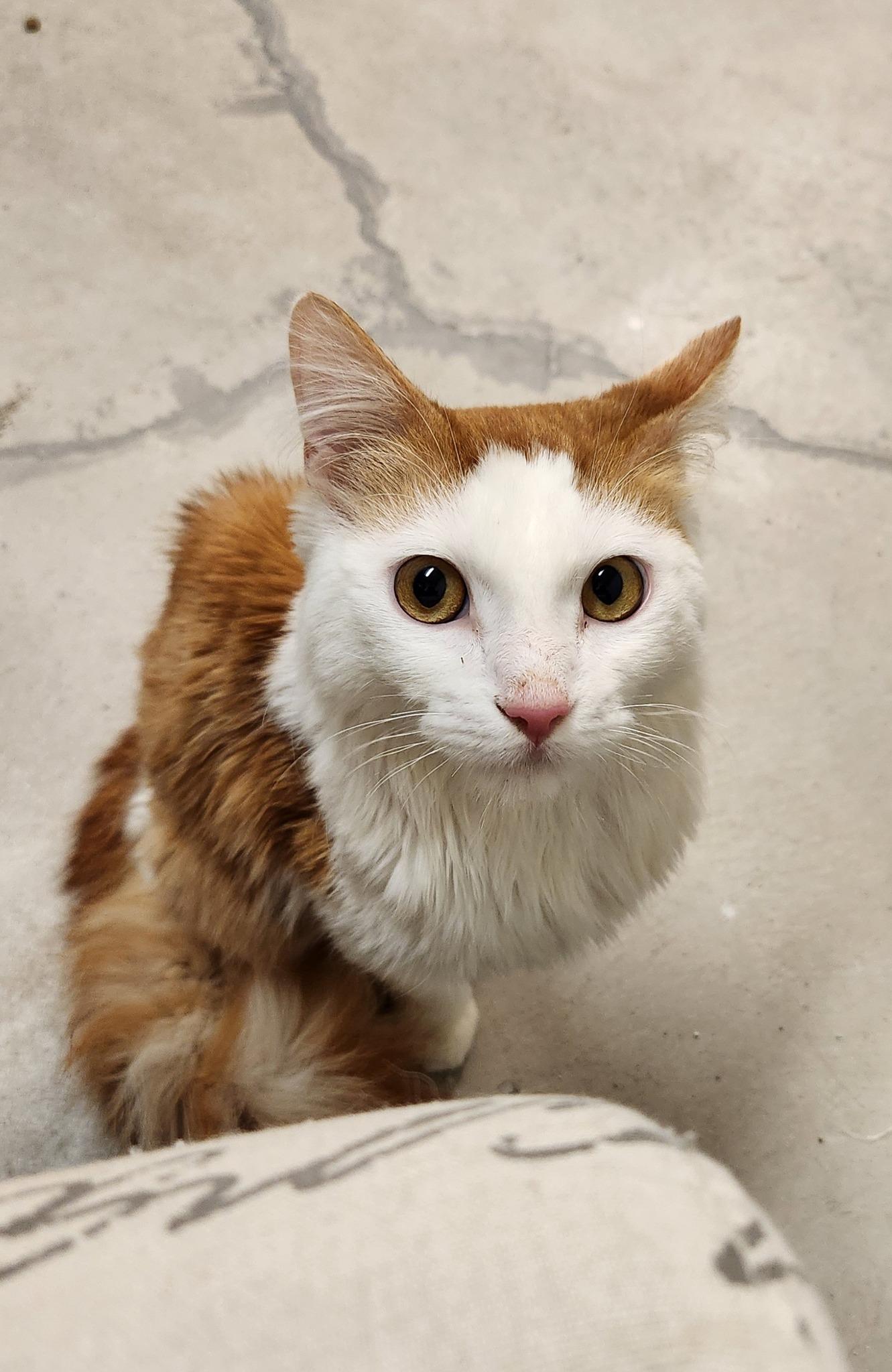 DASH, an adopted Domestic Medium Hair in Grand Forks, ND image 4/6