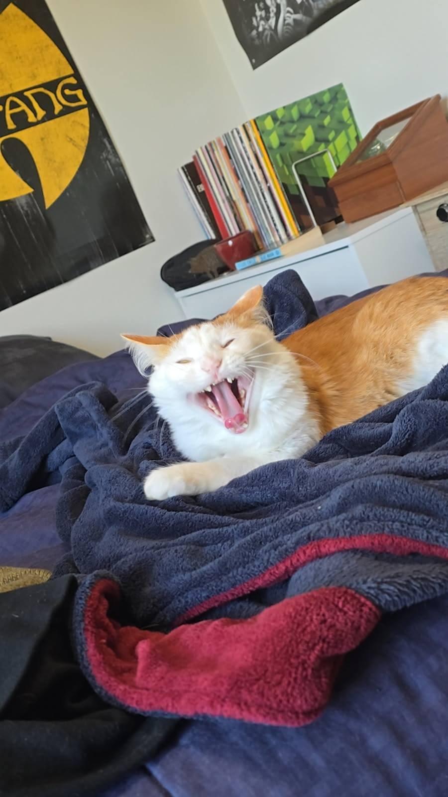 DASH, an adopted Domestic Medium Hair in Grand Forks, ND image 5/6