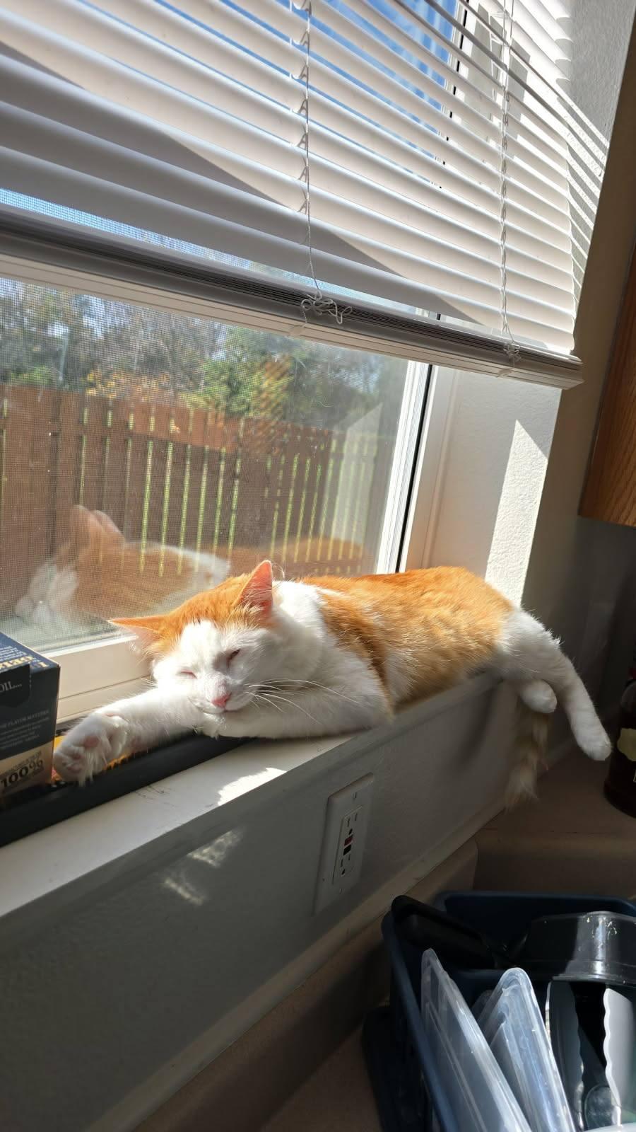 DASH, an adopted Domestic Medium Hair in Grand Forks, ND image 6/6