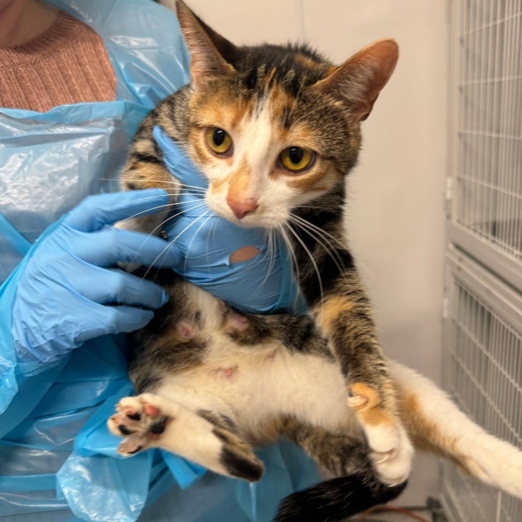 Enlarge Hailey ARC2026-060, a Adoptable American Shorthair in Akron, NY image 1/1