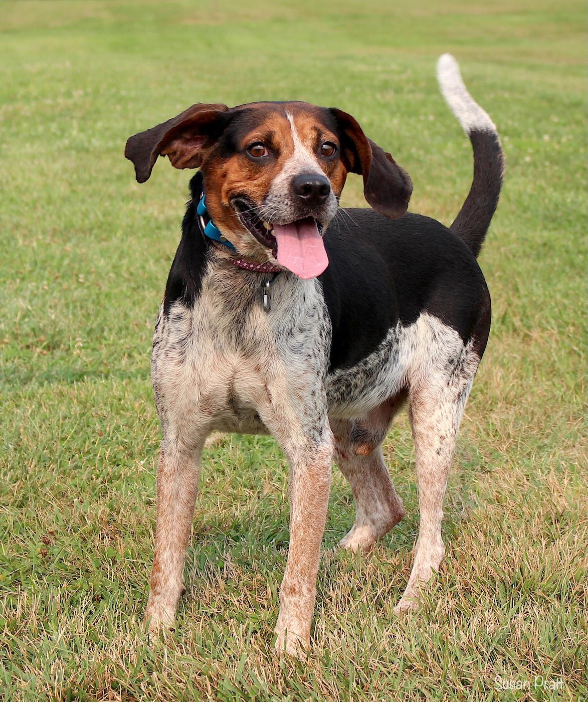 Enlarge Floppy, a ADOPTABLE mixed breed in Bedford, VA image 2/3