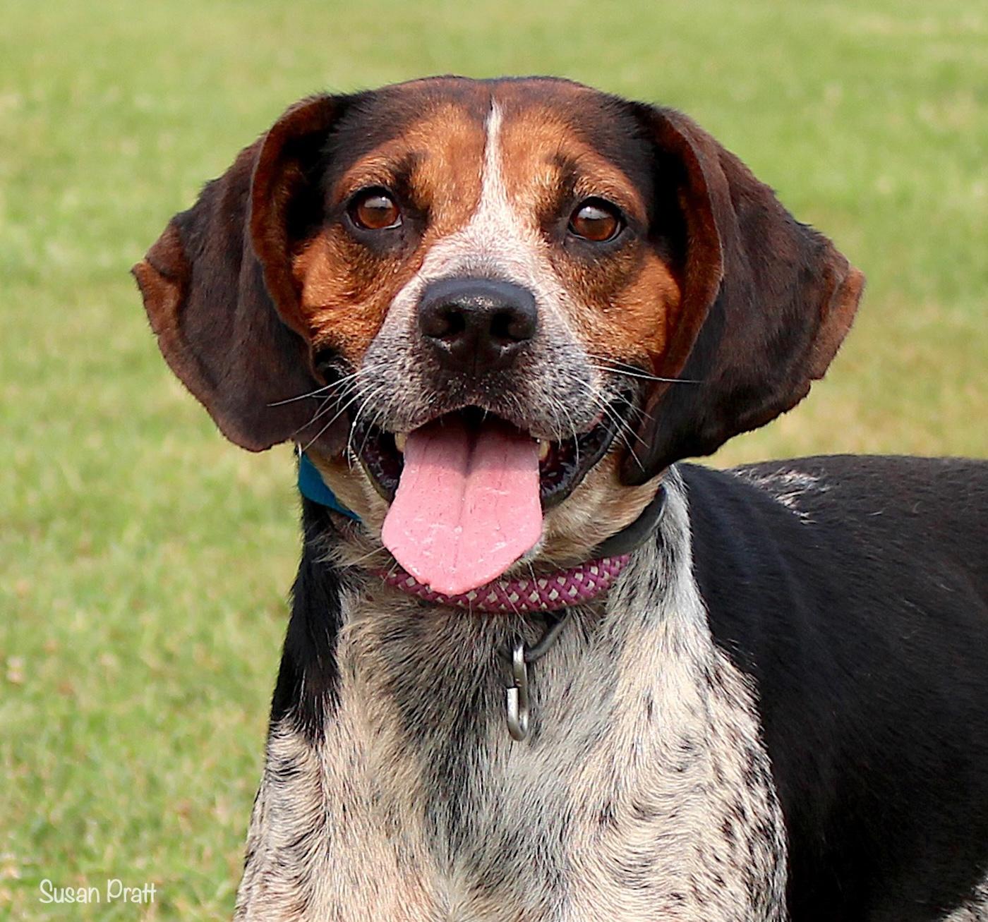 Enlarge Floppy, a ADOPTABLE mixed breed in Bedford, VA image 1/3