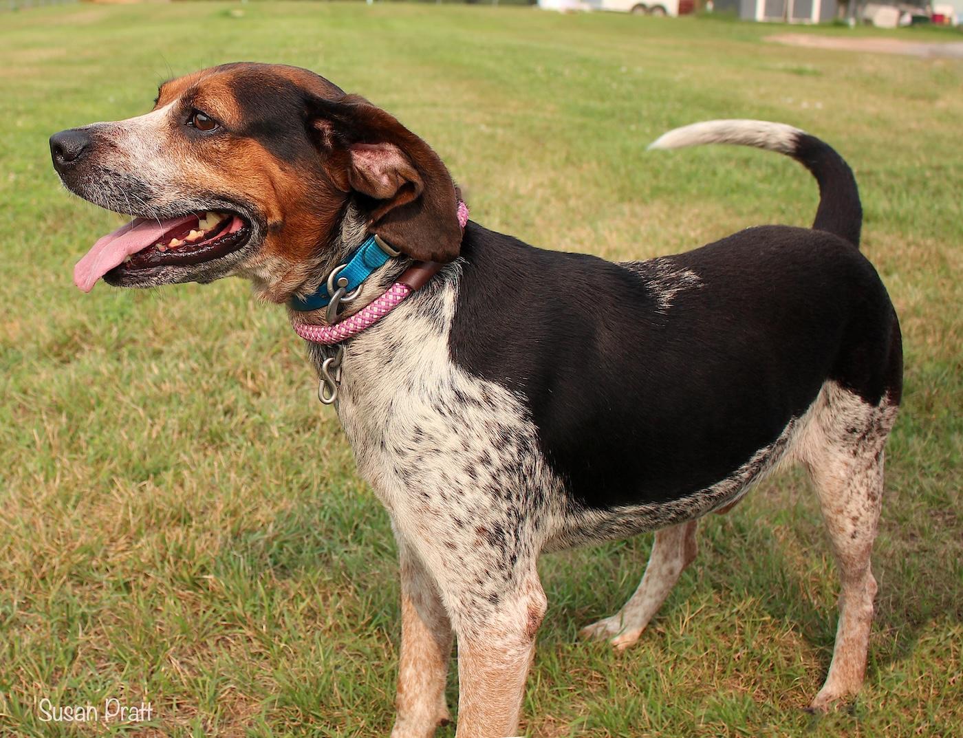 Enlarge Floppy, a ADOPTABLE mixed breed in Bedford, VA image 3/3