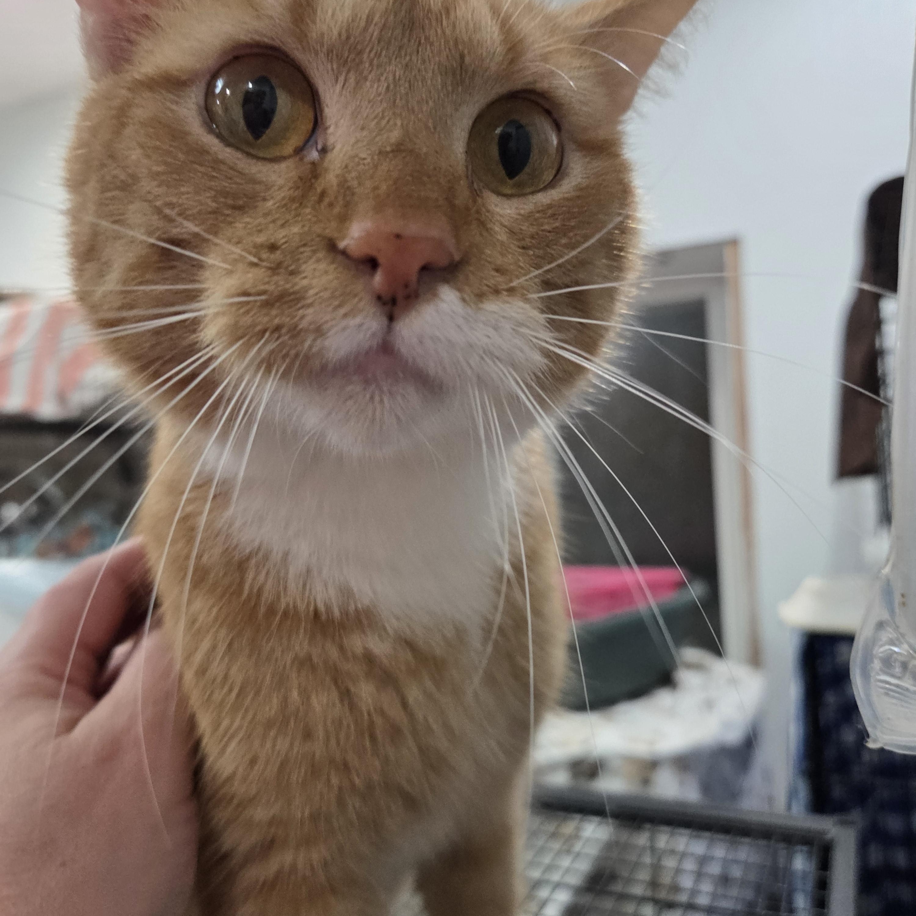 Enlarge Clyde , a ADOPTABLE Domestic Short Hair in Columbia, MO image 1/2