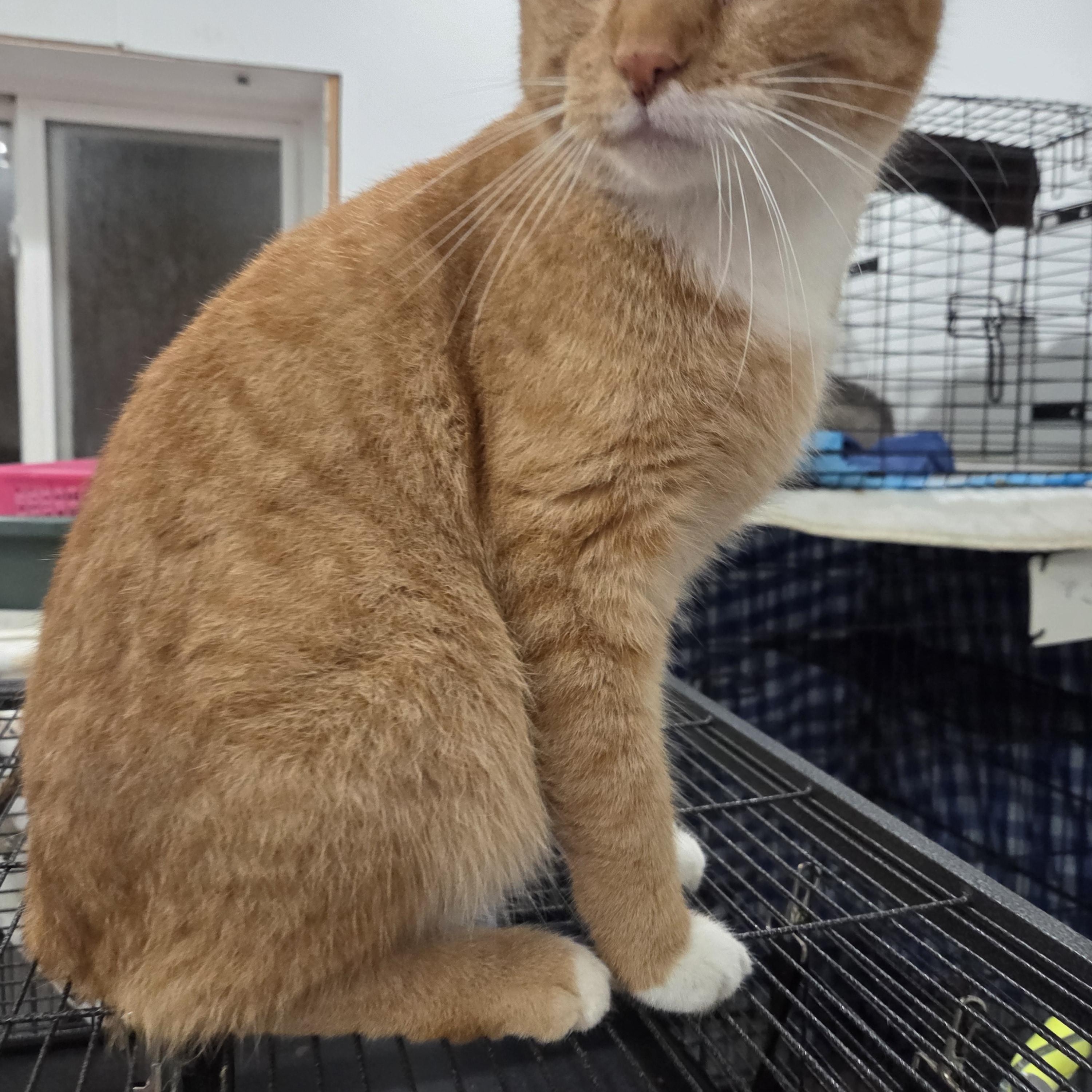 Enlarge Clyde , a ADOPTABLE Domestic Short Hair in Columbia, MO image 2/2