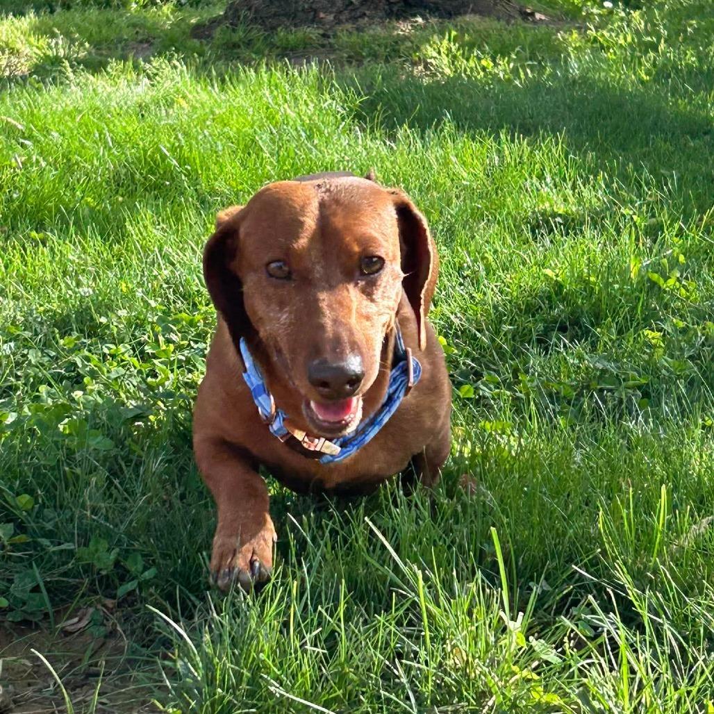 Jute, Adoptable, Adult Male Miniature Dachshund.