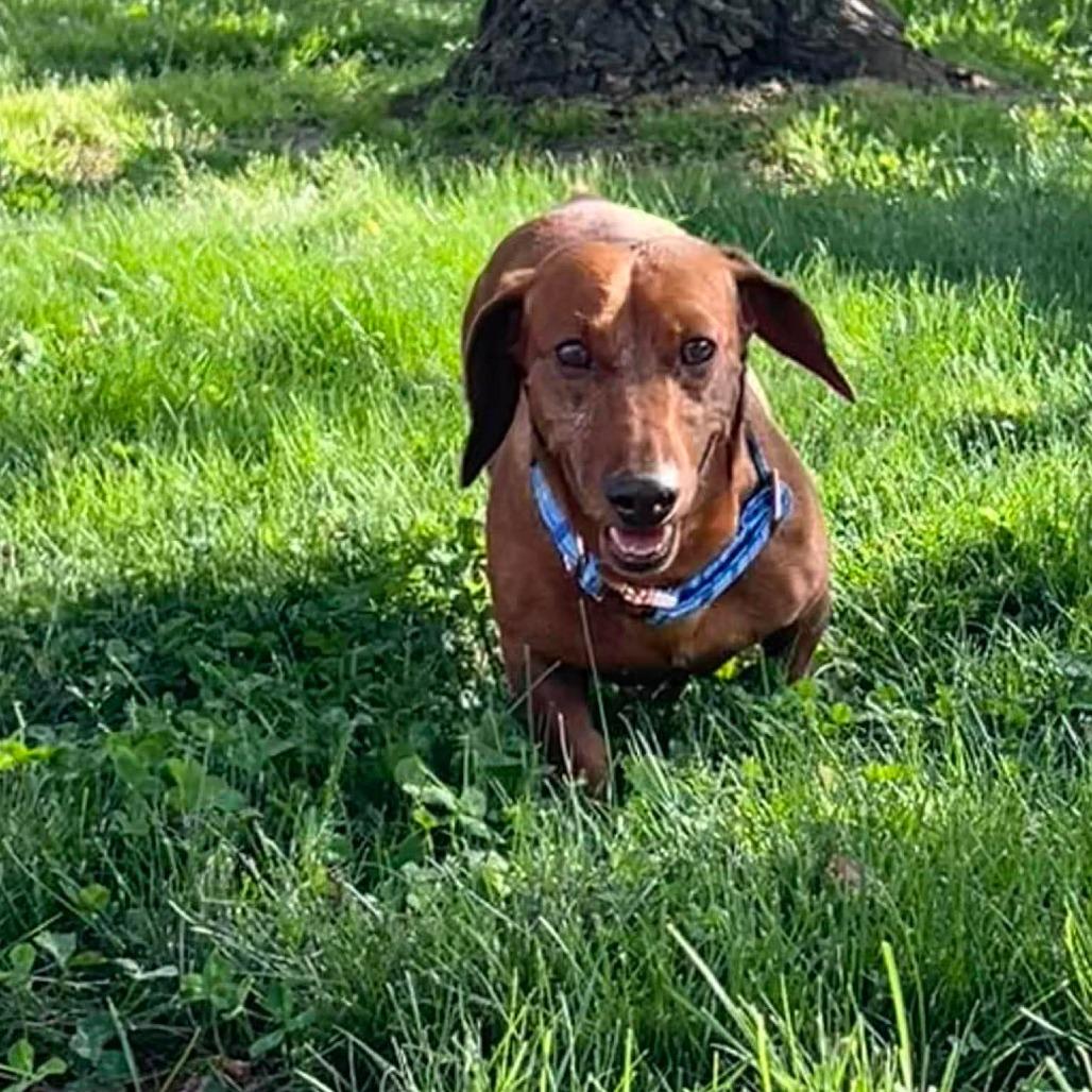 Enlarge Jute, a Adoptable Miniature Dachshund in Jackson, MO image 2/6