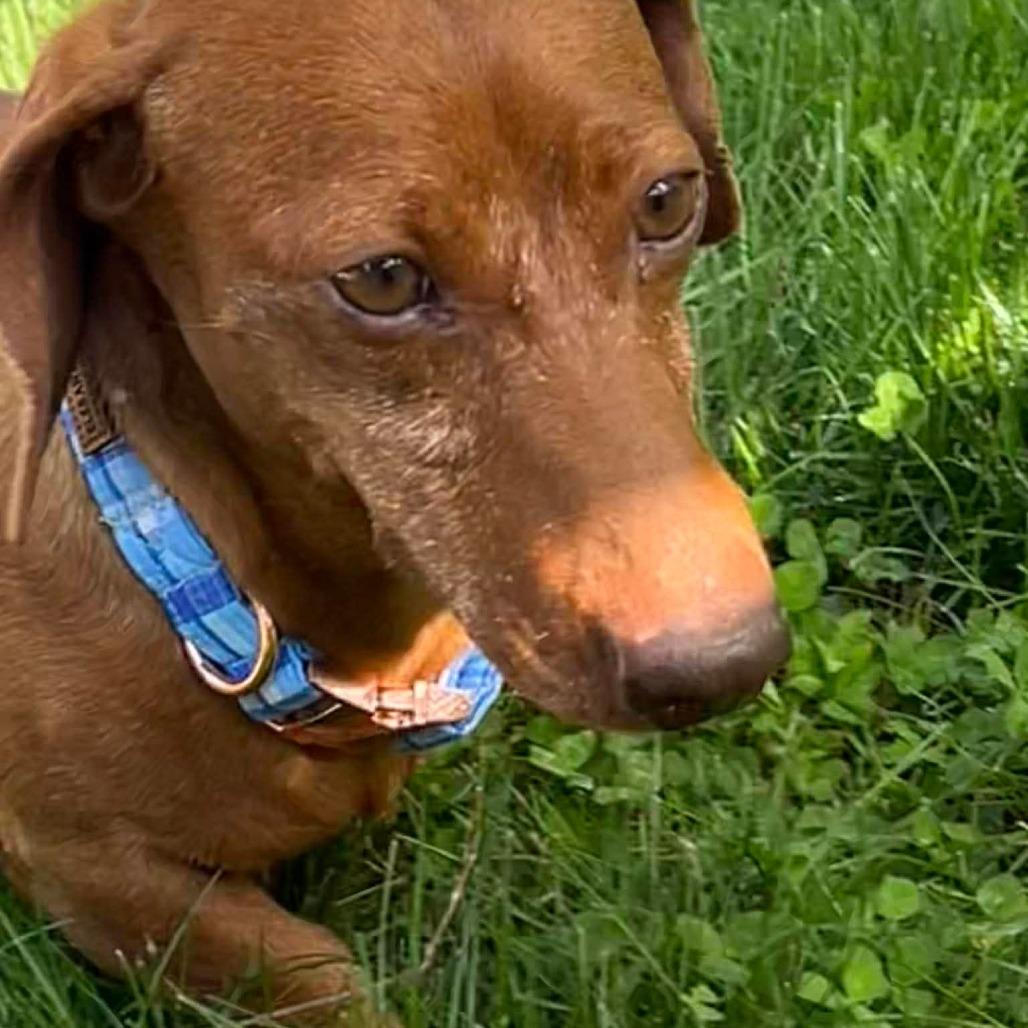 Enlarge Jute, a Adoptable Miniature Dachshund in Jackson, MO image 3/6