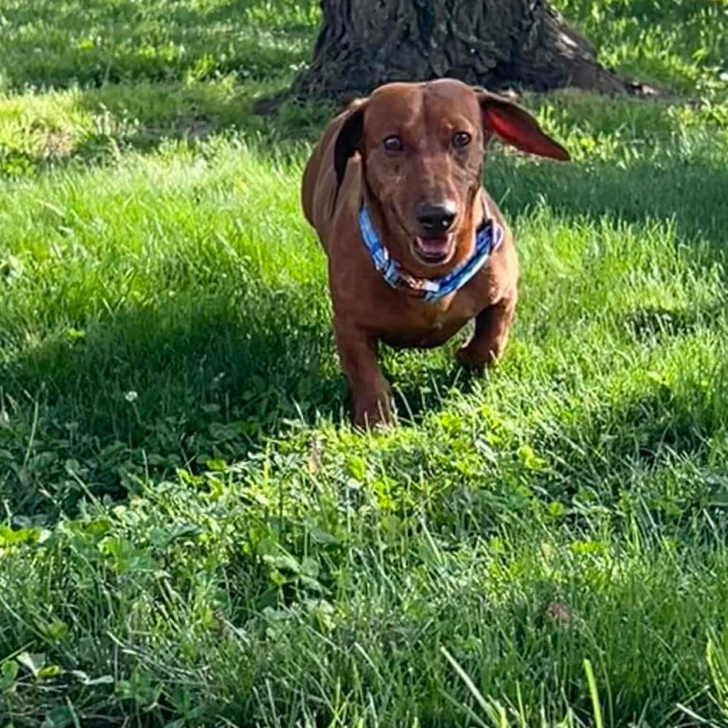 Enlarge Jute, a Adoptable Miniature Dachshund in Jackson, MO image 4/6