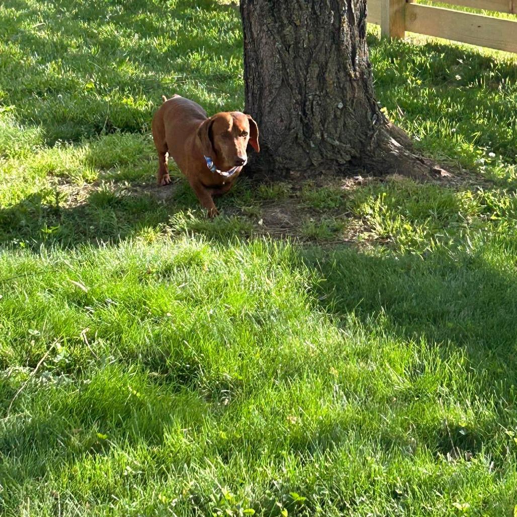 Enlarge Jute, a Adoptable Miniature Dachshund in Jackson, MO image 5/6