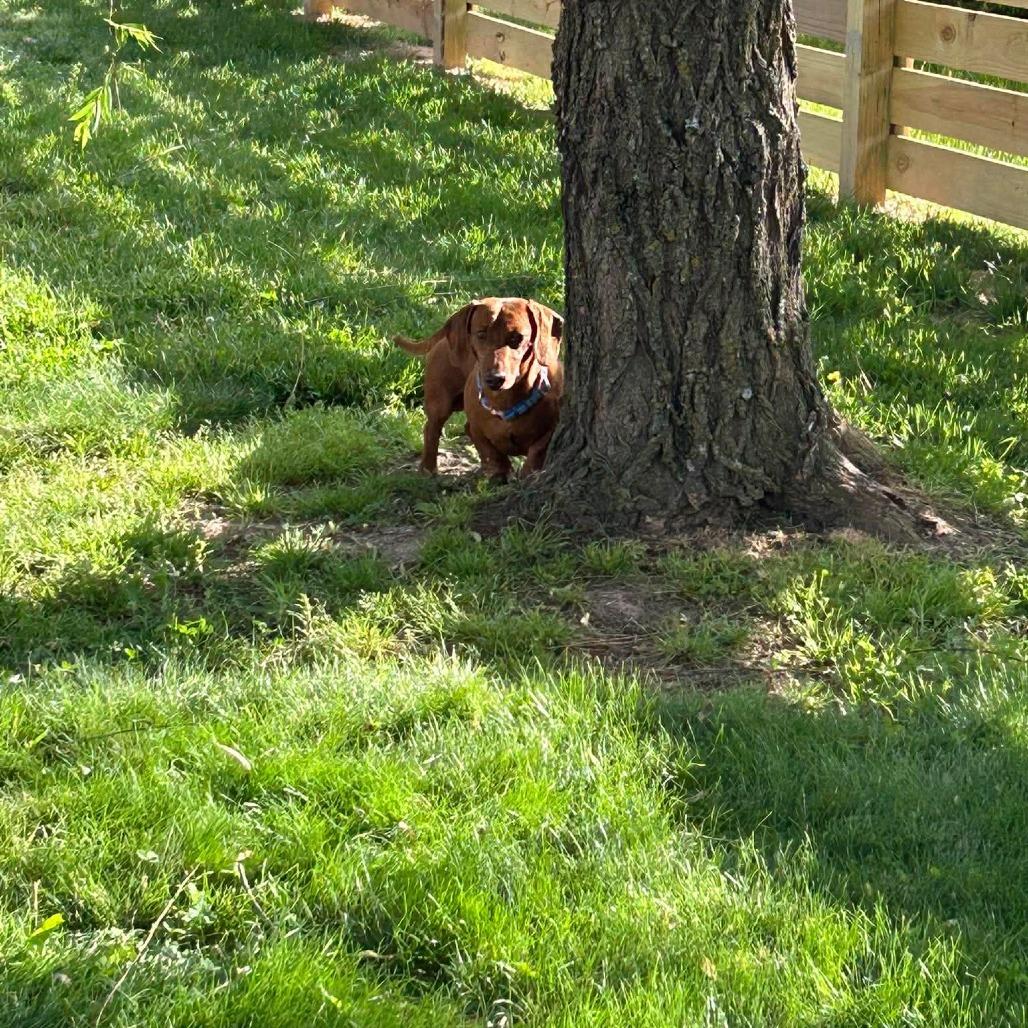 Enlarge Jute, a Adoptable Miniature Dachshund in Jackson, MO image 6/6