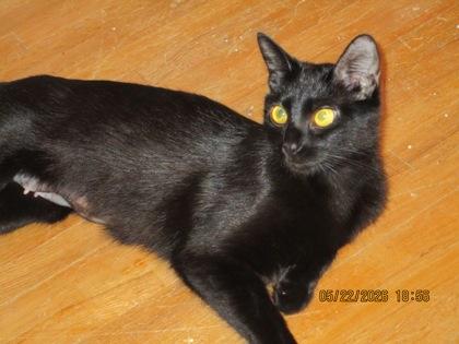 Silk, Adoptable, Adult Female Domestic Short Hair.