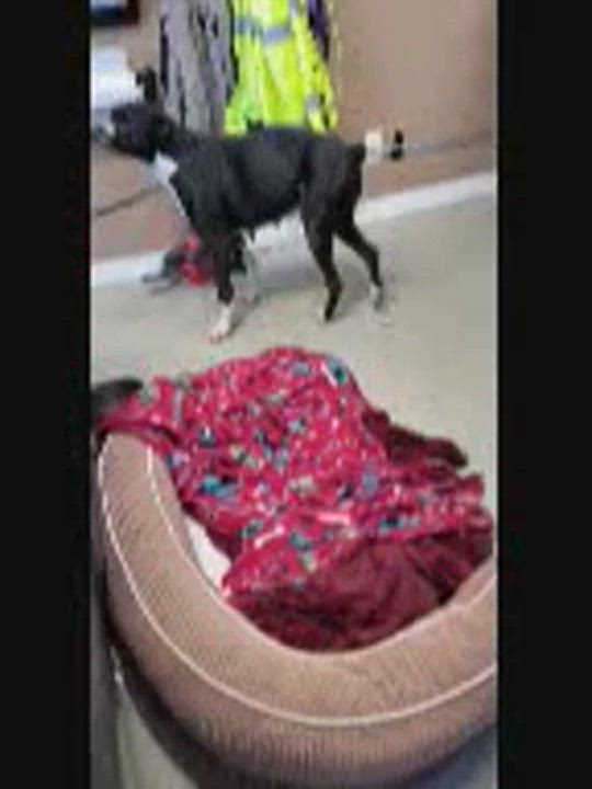 Enlarge Jenny , a Adopted Boxer in Taylorsville, KY video 3/5