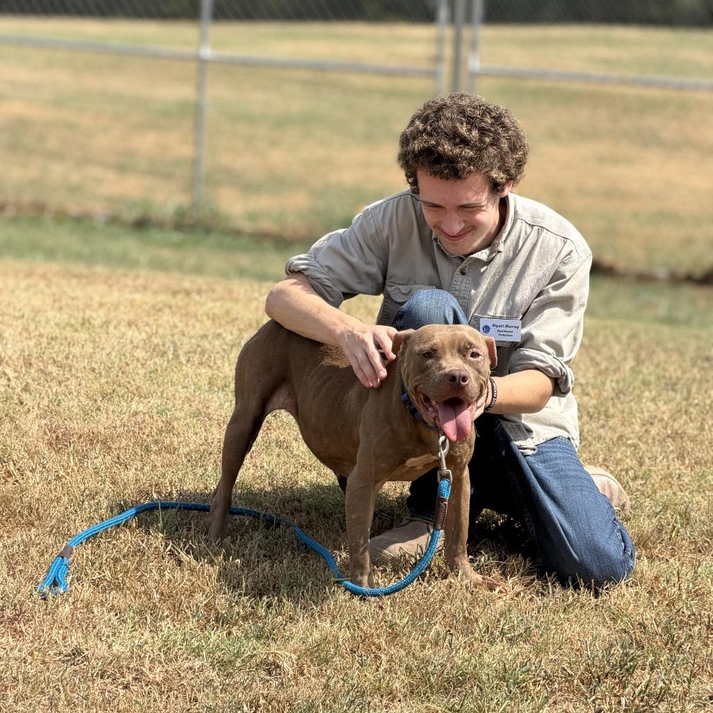 Phoenix, Adoptable, Senior Female Mixed Breed.
