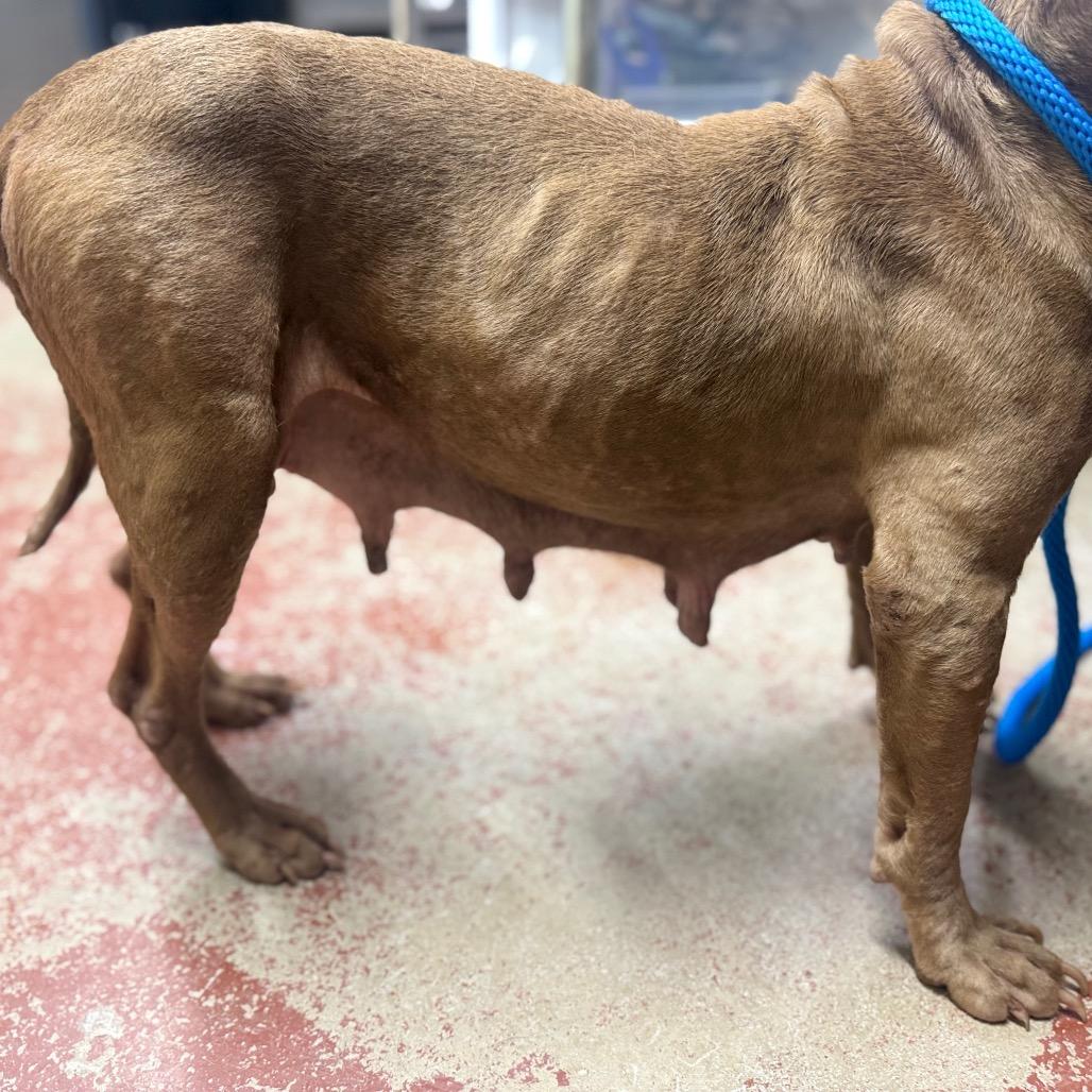 Phoenix, a Adoptable Mixed Breed in Pauls Valley, OK image 2/6