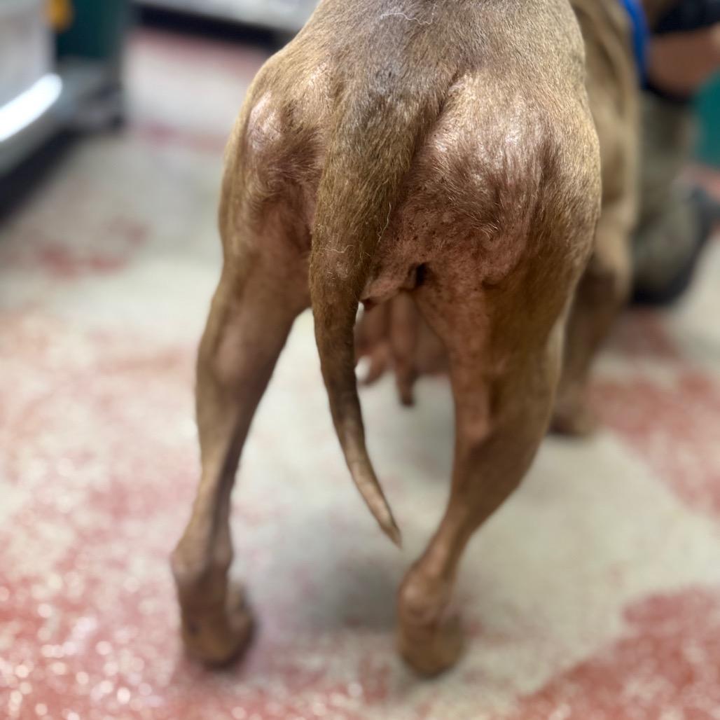 Phoenix, a Adoptable Mixed Breed in Pauls Valley, OK image 4/6