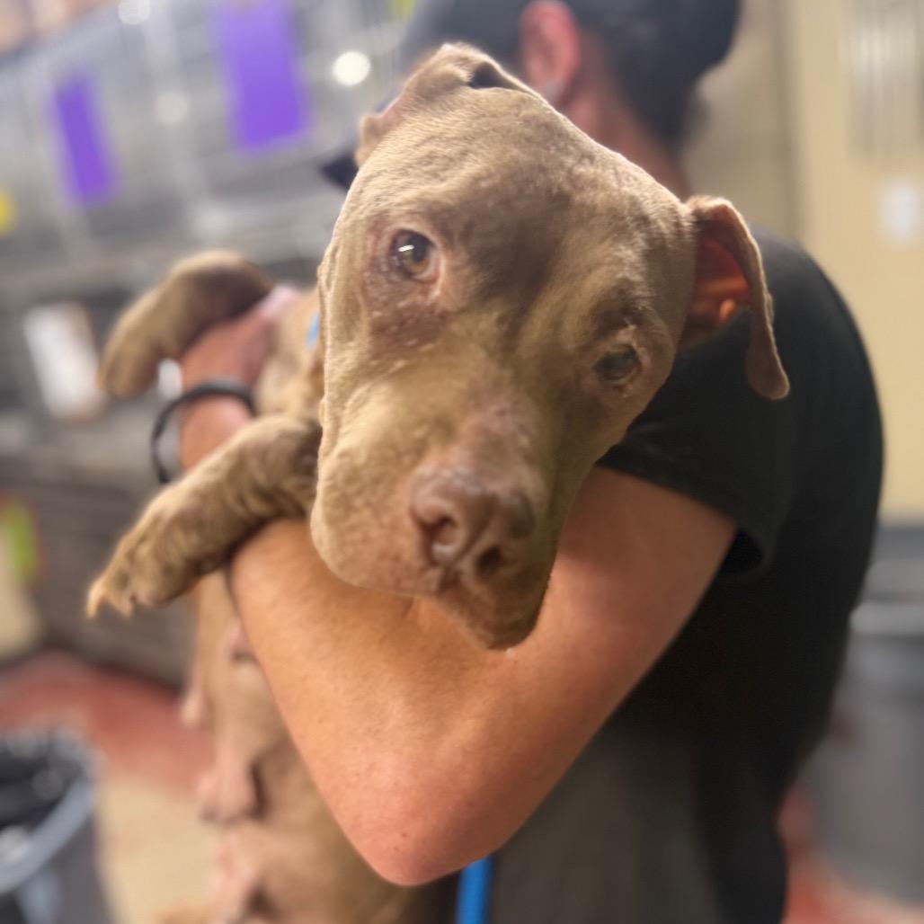 Phoenix, a Adoptable Mixed Breed in Pauls Valley, OK image 5/6