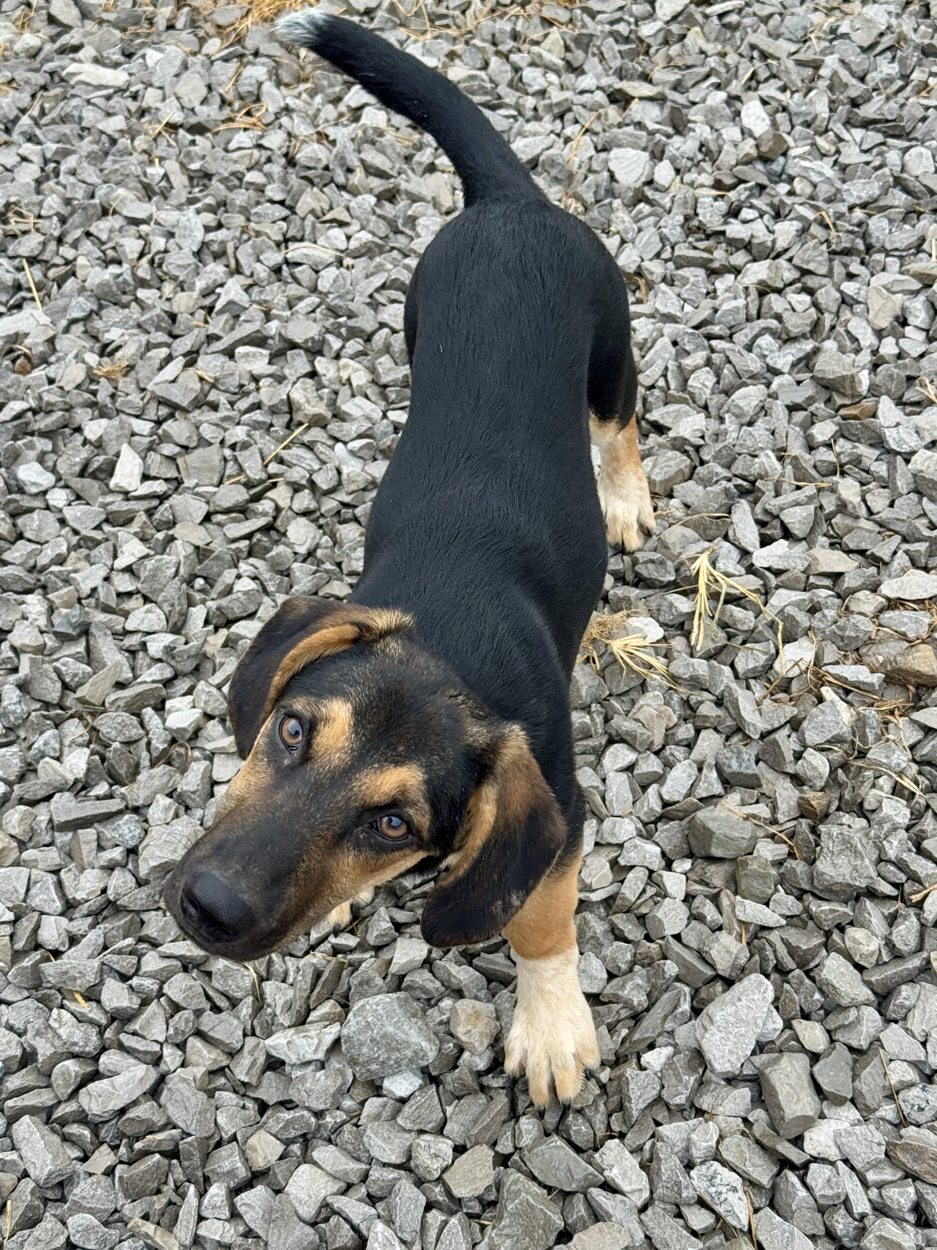 Enlarge Sissy, a Adoptable mixed breed in Stormville, NY image 4/6
