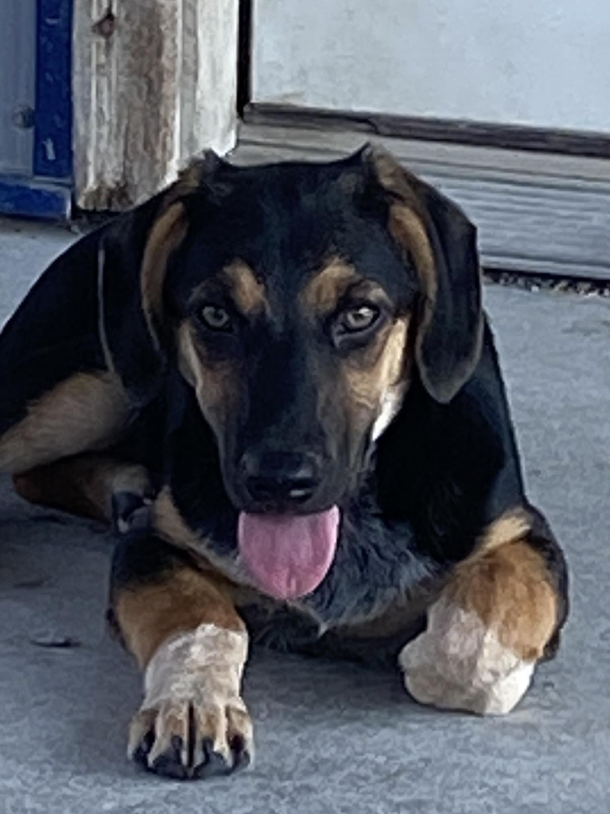 Sissy, ADOPTABLE, Puppy Female Beagle & German Shepherd Dog.
