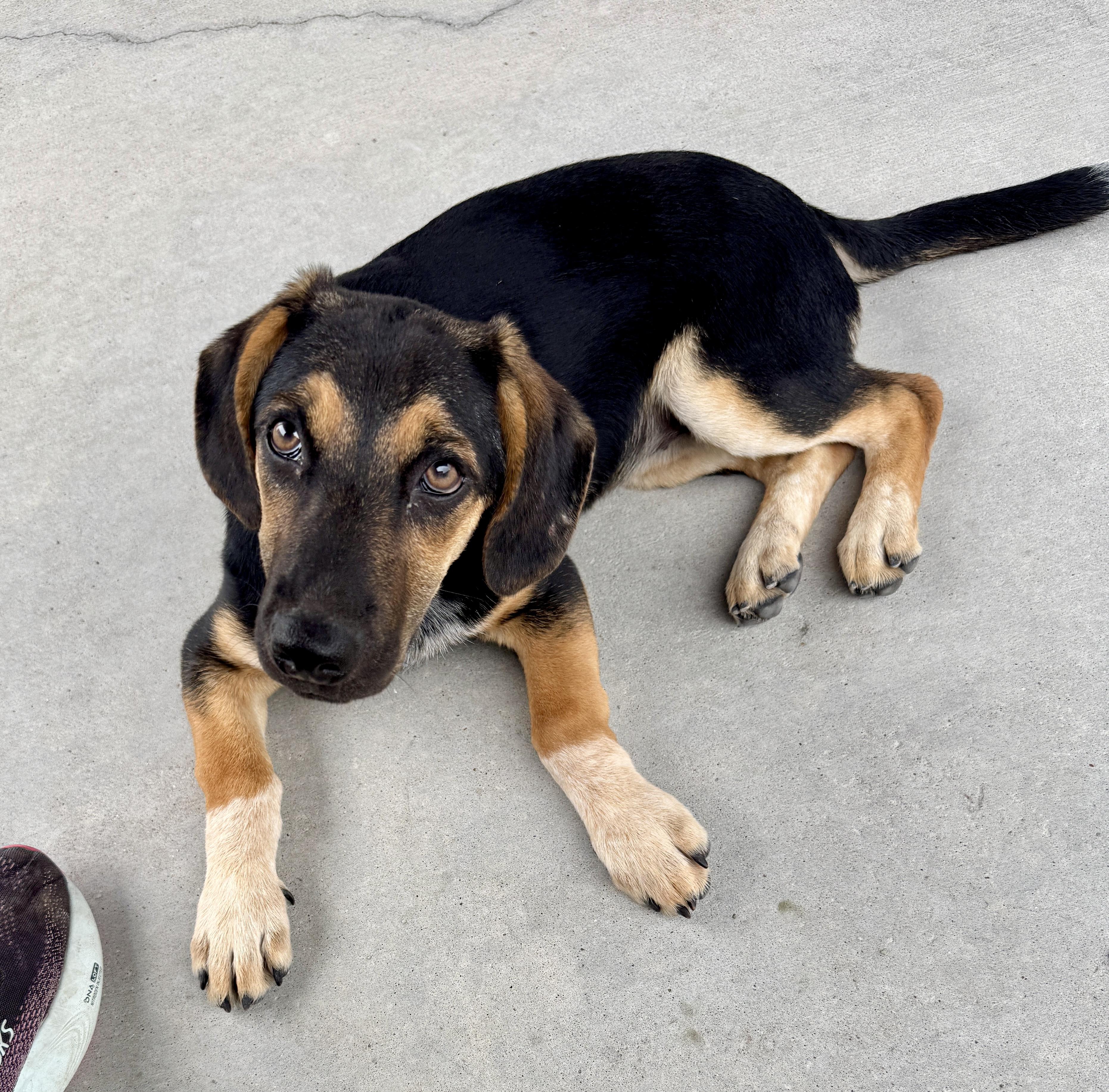 Sissy, Adoptable, Puppy Female Beagle & German Shepherd Dog.