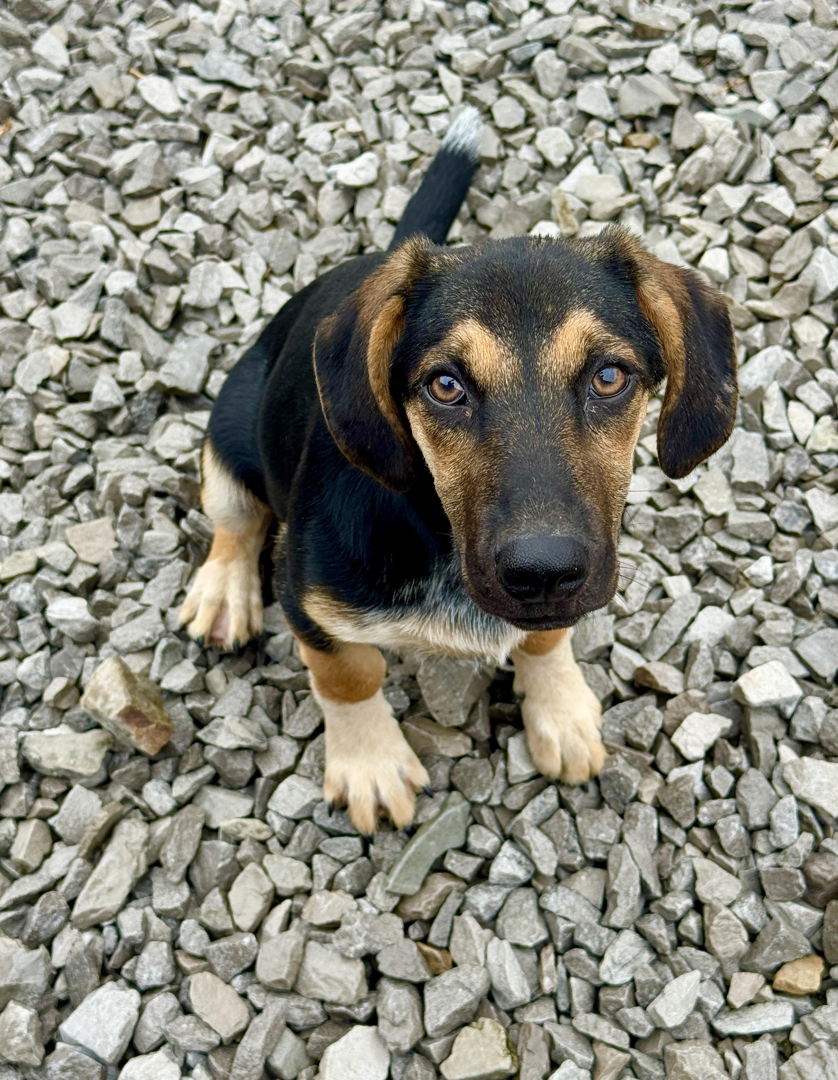 Enlarge Sissy, a Adoptable mixed breed in Stormville, NY image 3/6