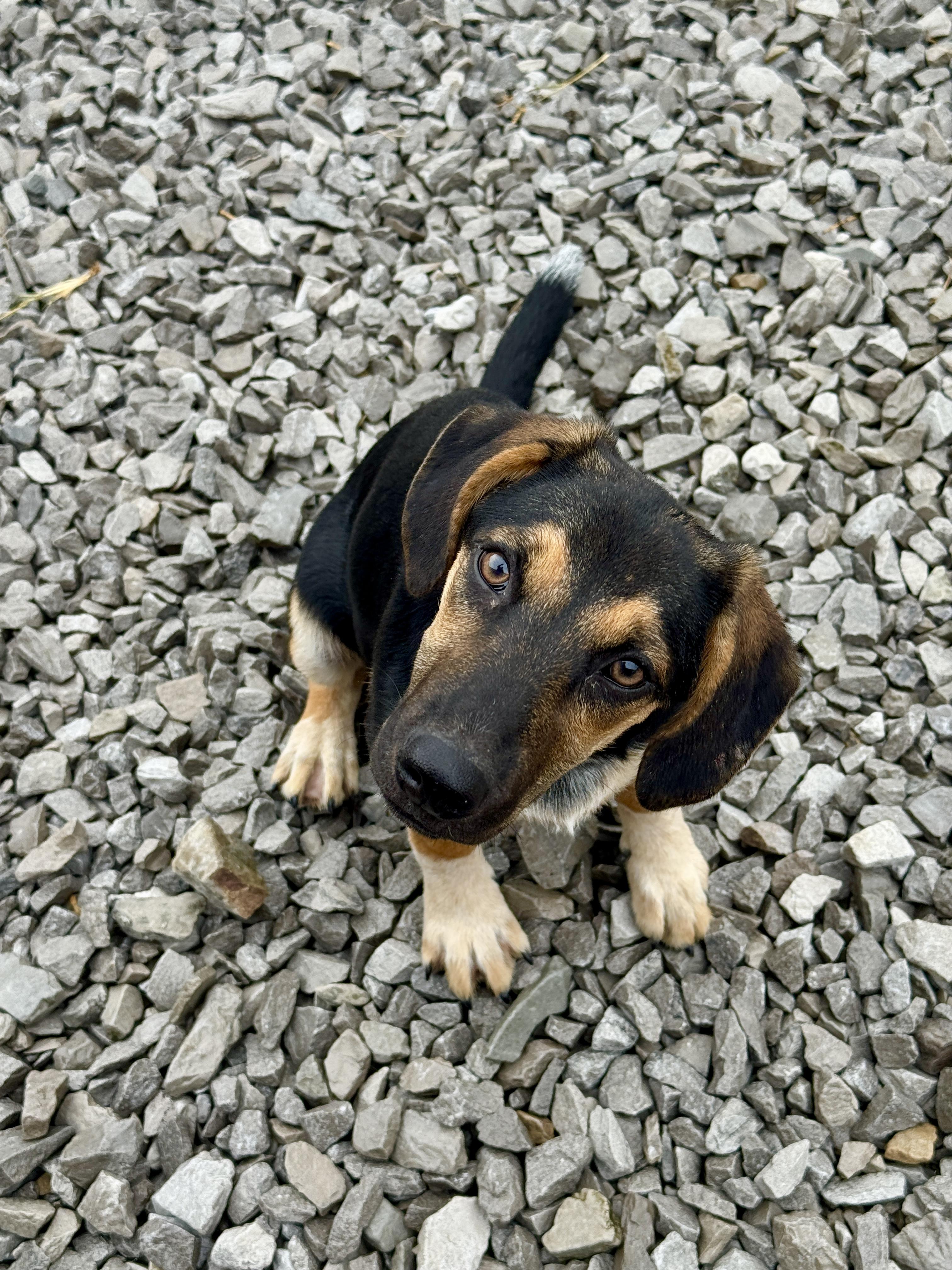 Enlarge Sissy, a Adoptable mixed breed in Stormville, NY image 2/6