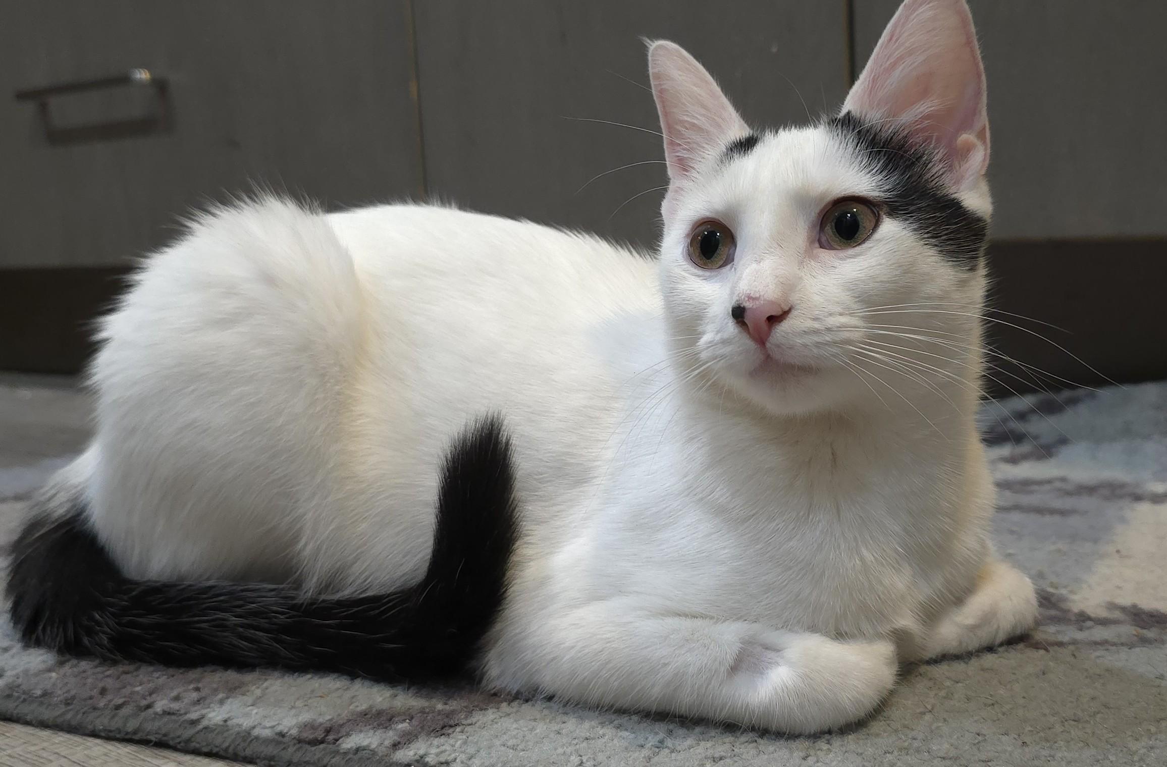 Catalina (RK), a Adoptable Domestic Short Hair in Little Falls, NJ image 2/4
