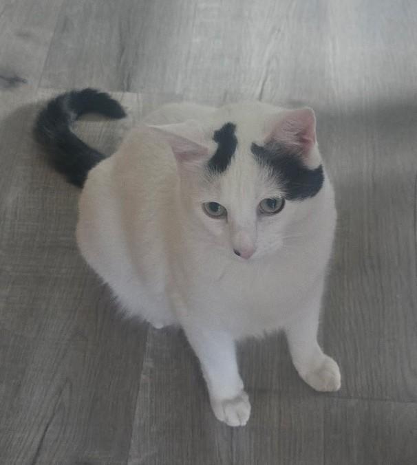 Catalina (RK), a Adoptable Domestic Short Hair in Little Falls, NJ image 4/4