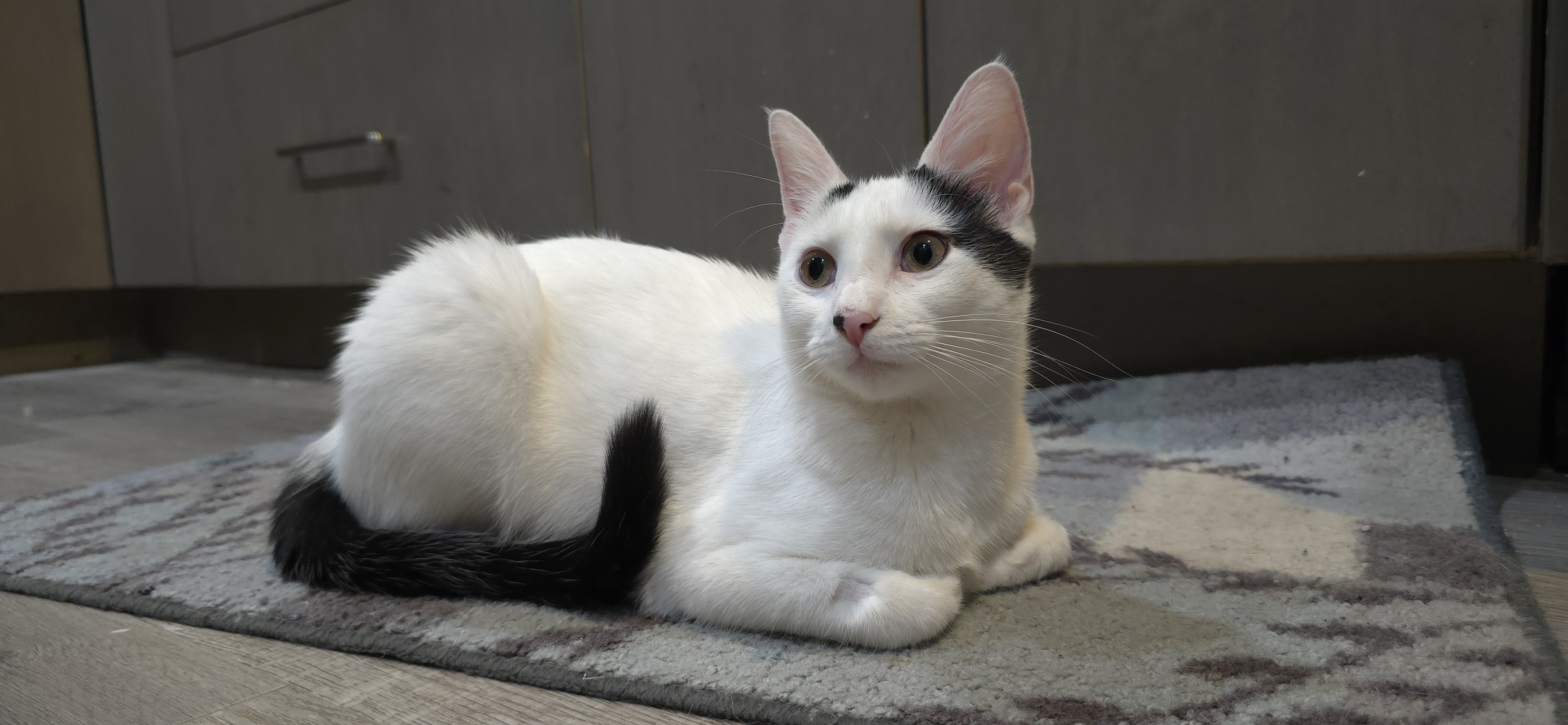 Enlarge Catalina (RK), a Adoptable Domestic Short Hair in Little Falls, NJ image 1/1