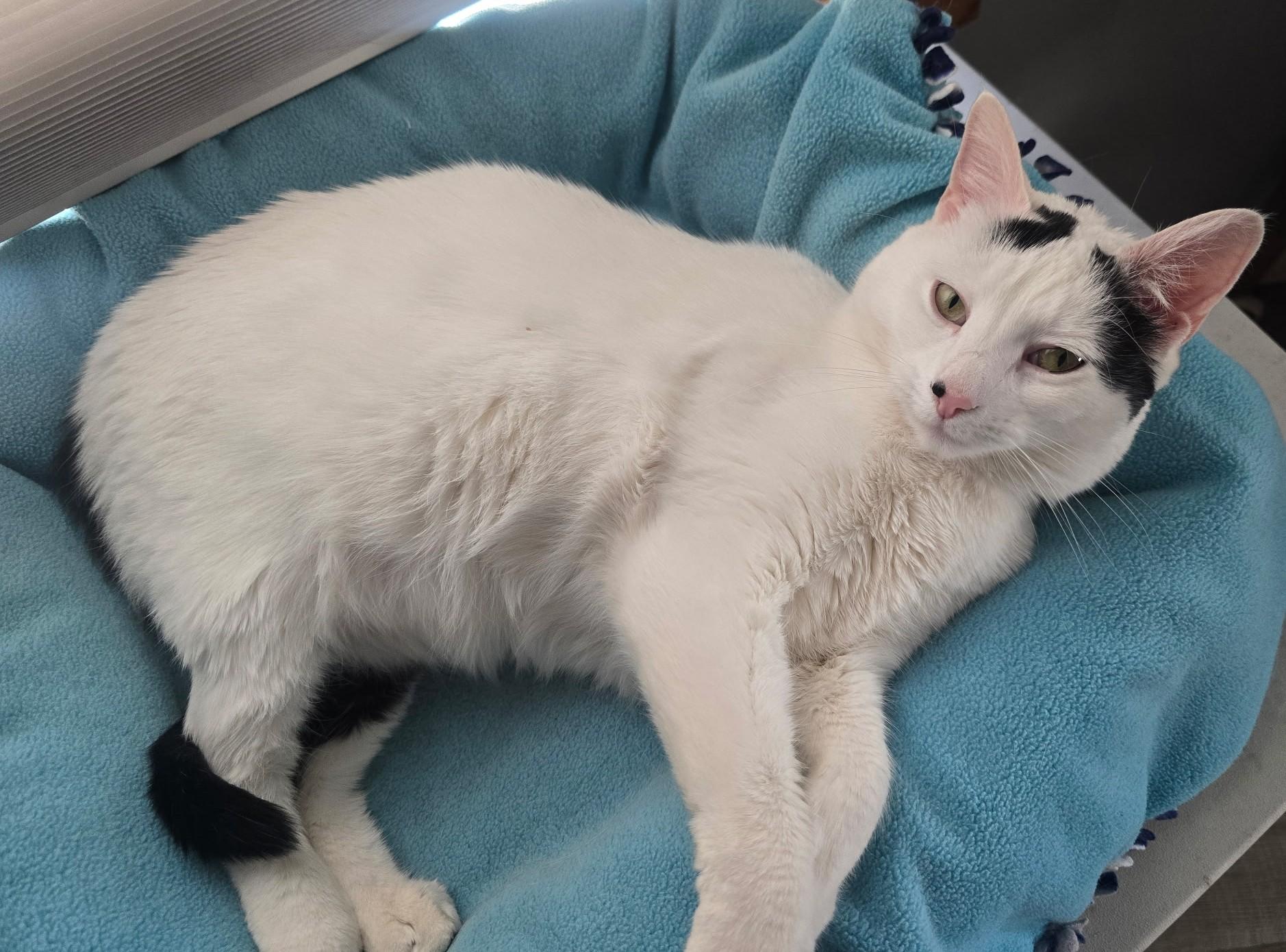 Catalina (RK), Adoptable, Adult Female Domestic Short Hair.