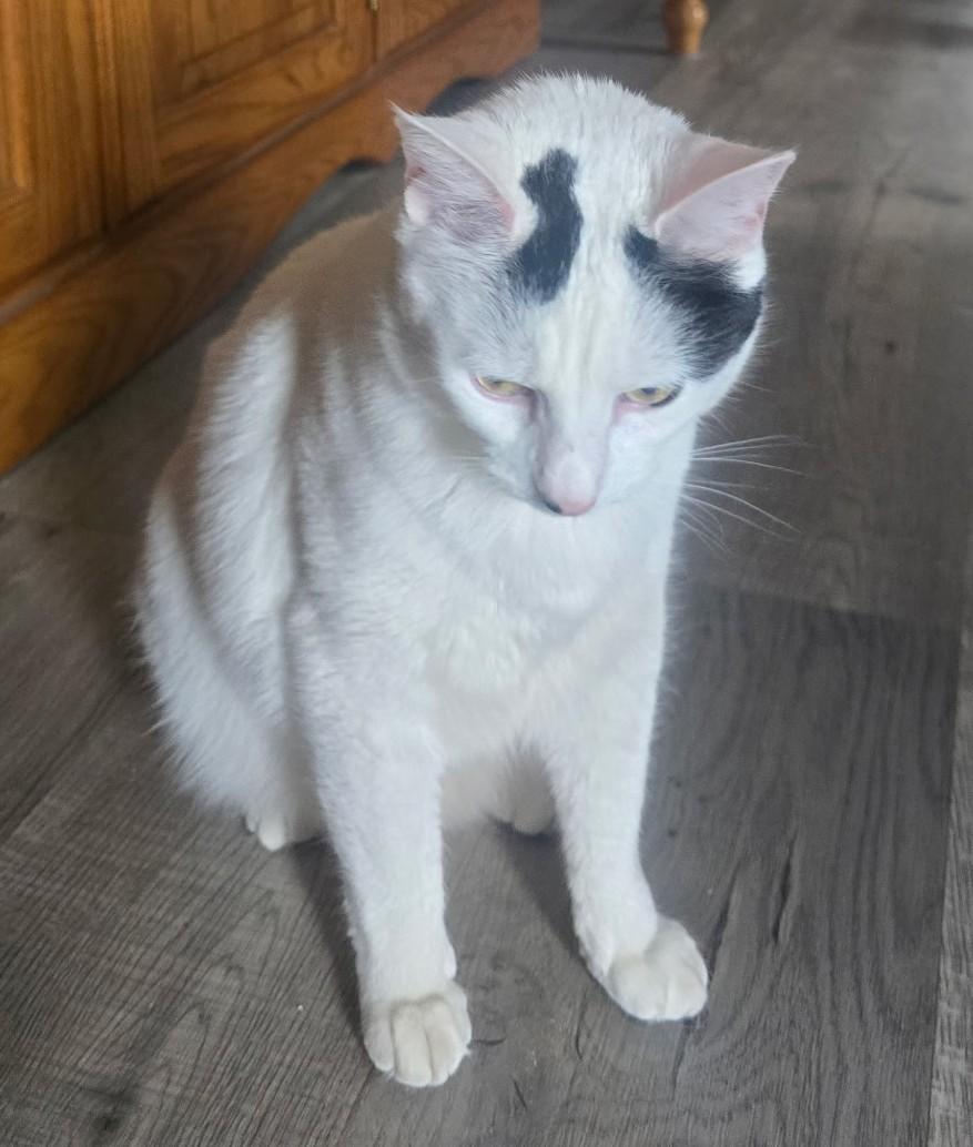 Catalina (RK), a Adoptable Domestic Short Hair in Little Falls, NJ image 3/4