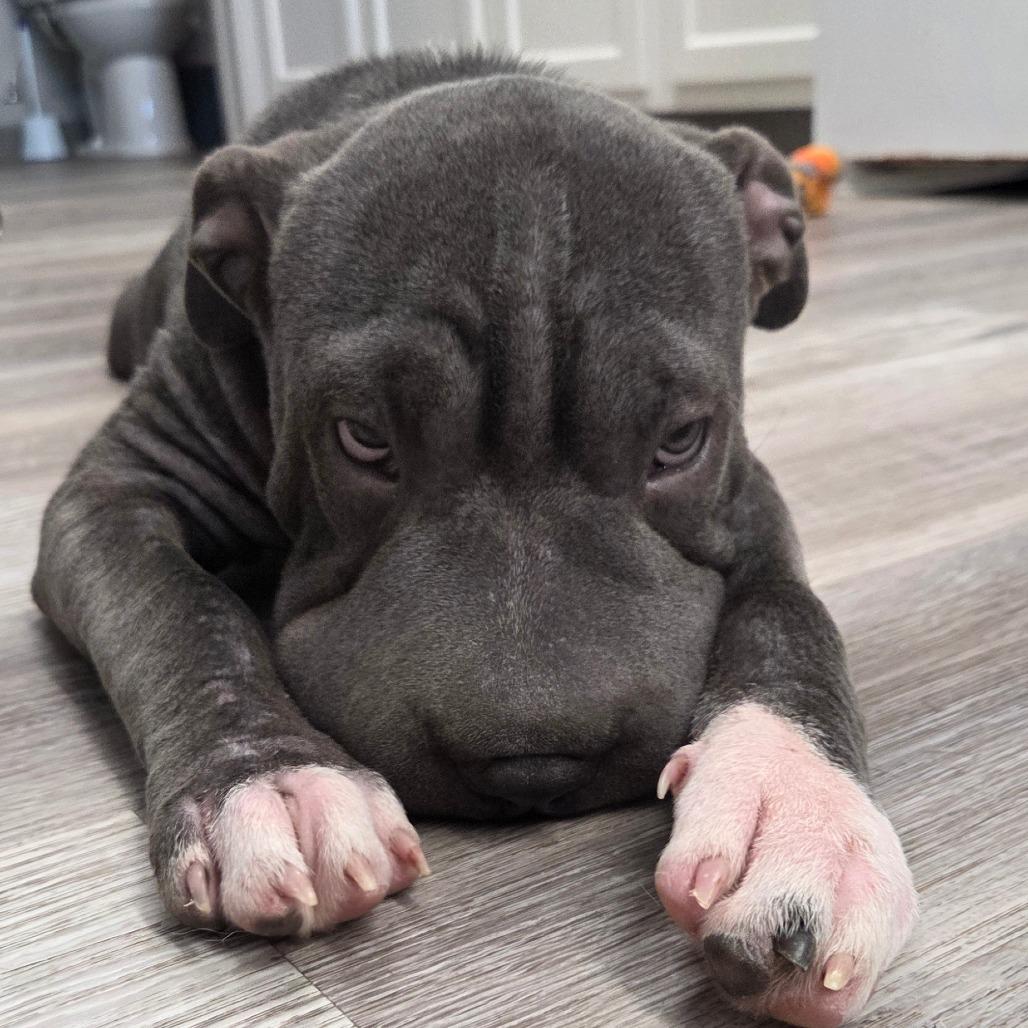 Stone, Adoptable, Young Male Shar-Pei & Pit Bull Terrier.
