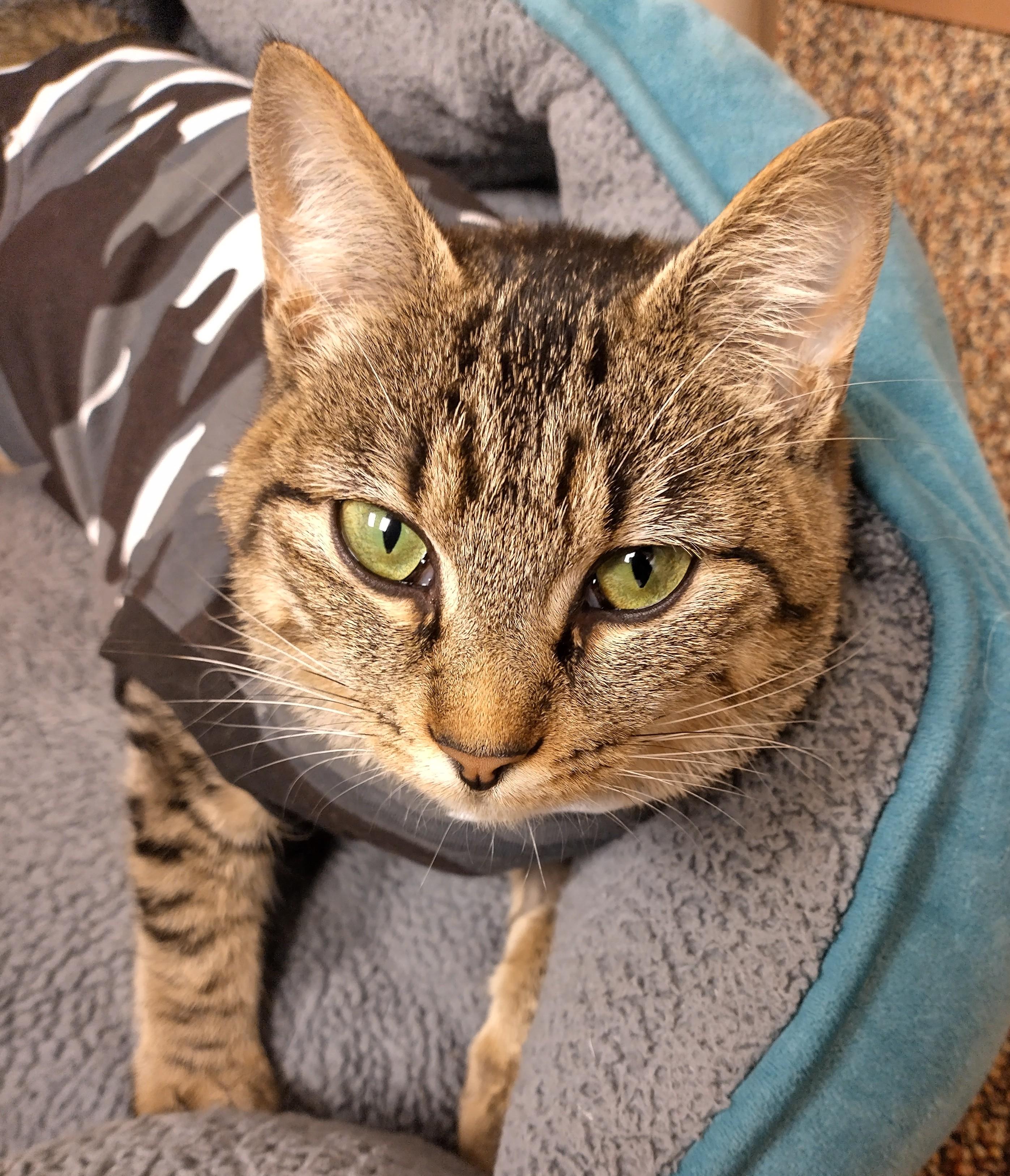 Enlarge , Moira, Rose, a ADOPTABLE Domestic Short Hair in Anchorage, AK image 2/2