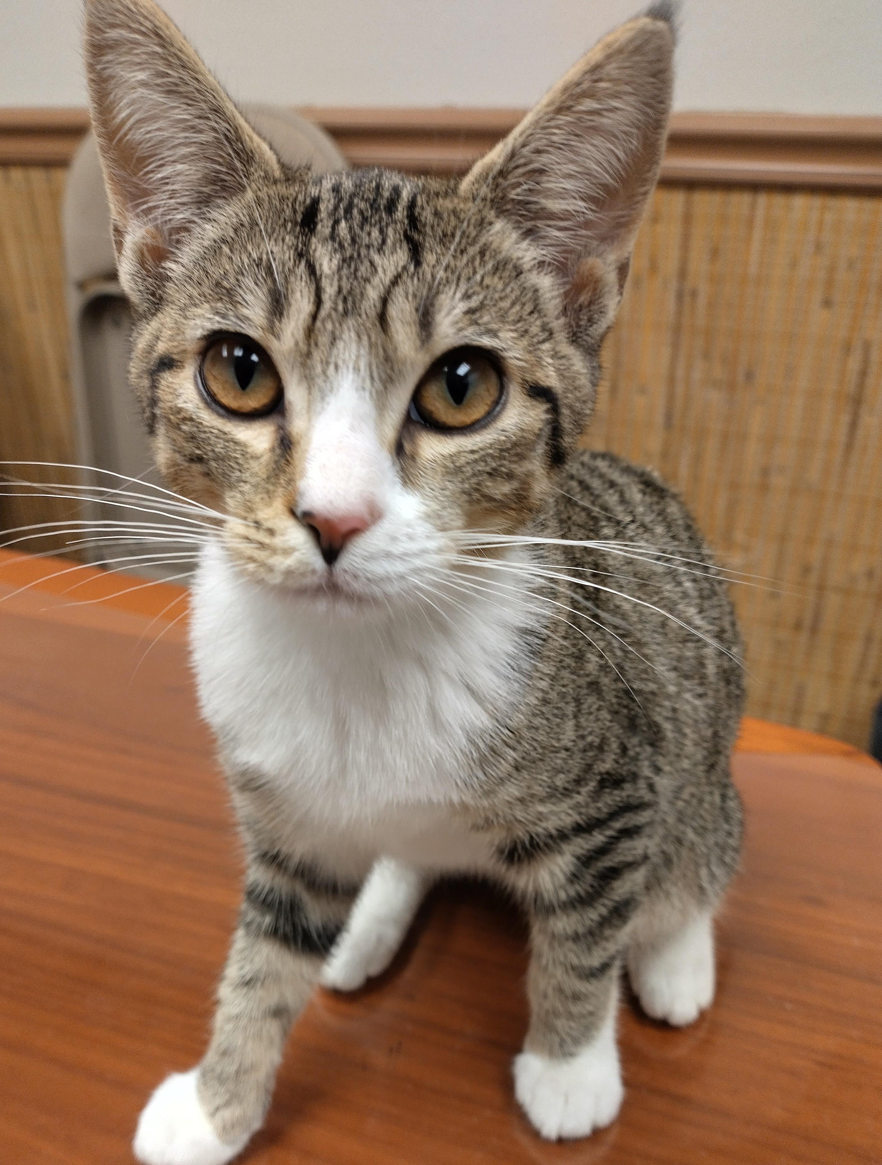 Enlarge , Moira, Rose, a ADOPTABLE Domestic Short Hair in Anchorage, AK image 1/2