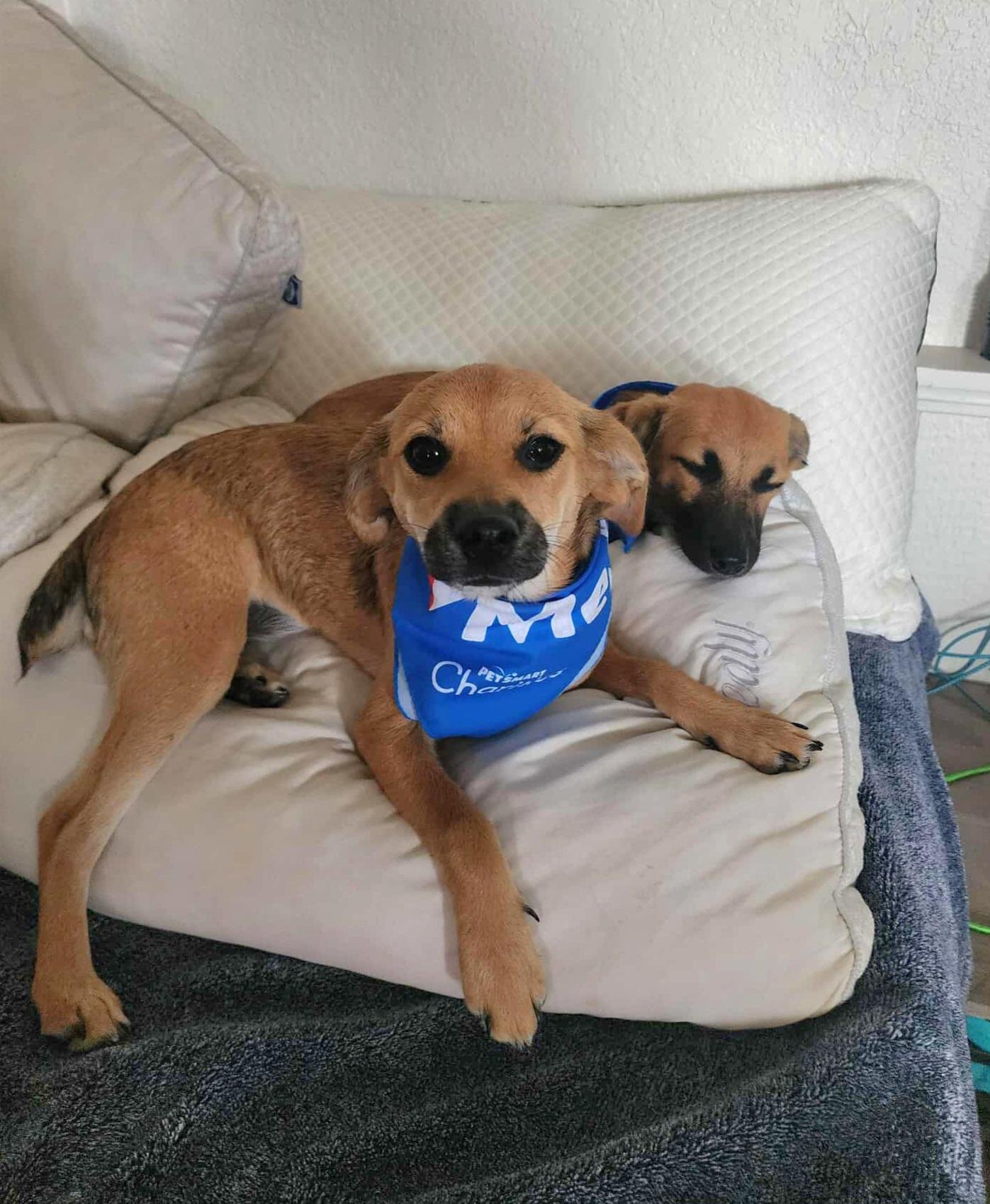 Enlarge Miley, a Adopted mixed breed in Tracy, CA image 1/4
