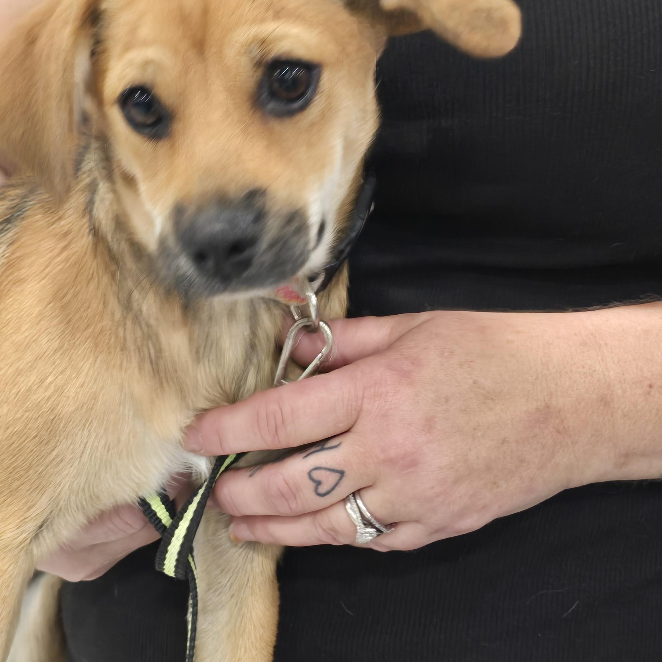 Enlarge Miley, a Adopted mixed breed in Tracy, CA image 2/4