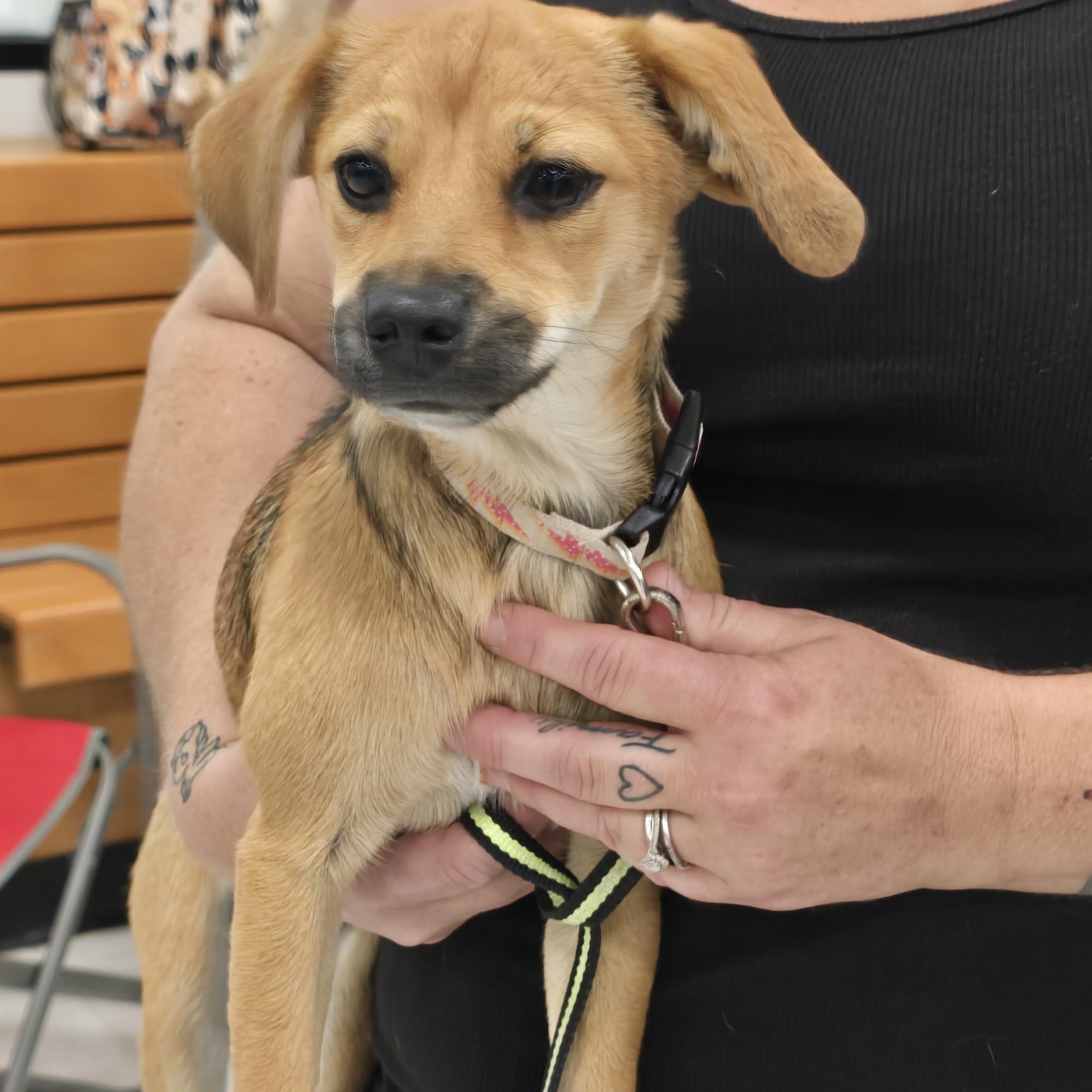 Enlarge Miley, a Adopted mixed breed in Tracy, CA image 4/4