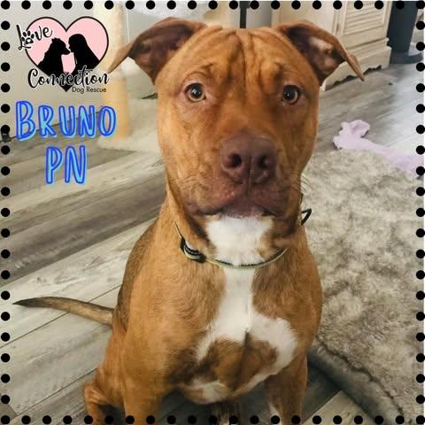 Enlarge Bruno (Pumpernickel), a ADOPTABLE mixed breed in Gilbert, AZ image 1/1