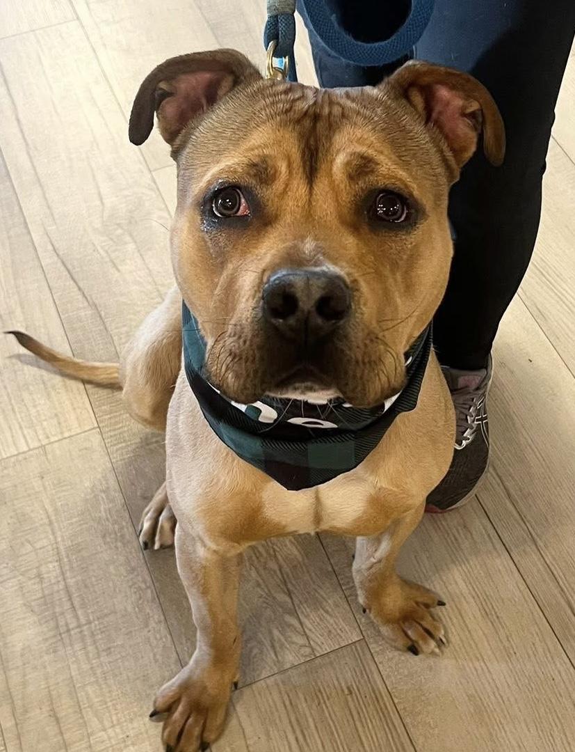 Enlarge Gopher, a ADOPTABLE mixed breed in Buffalo, NY image 5/6