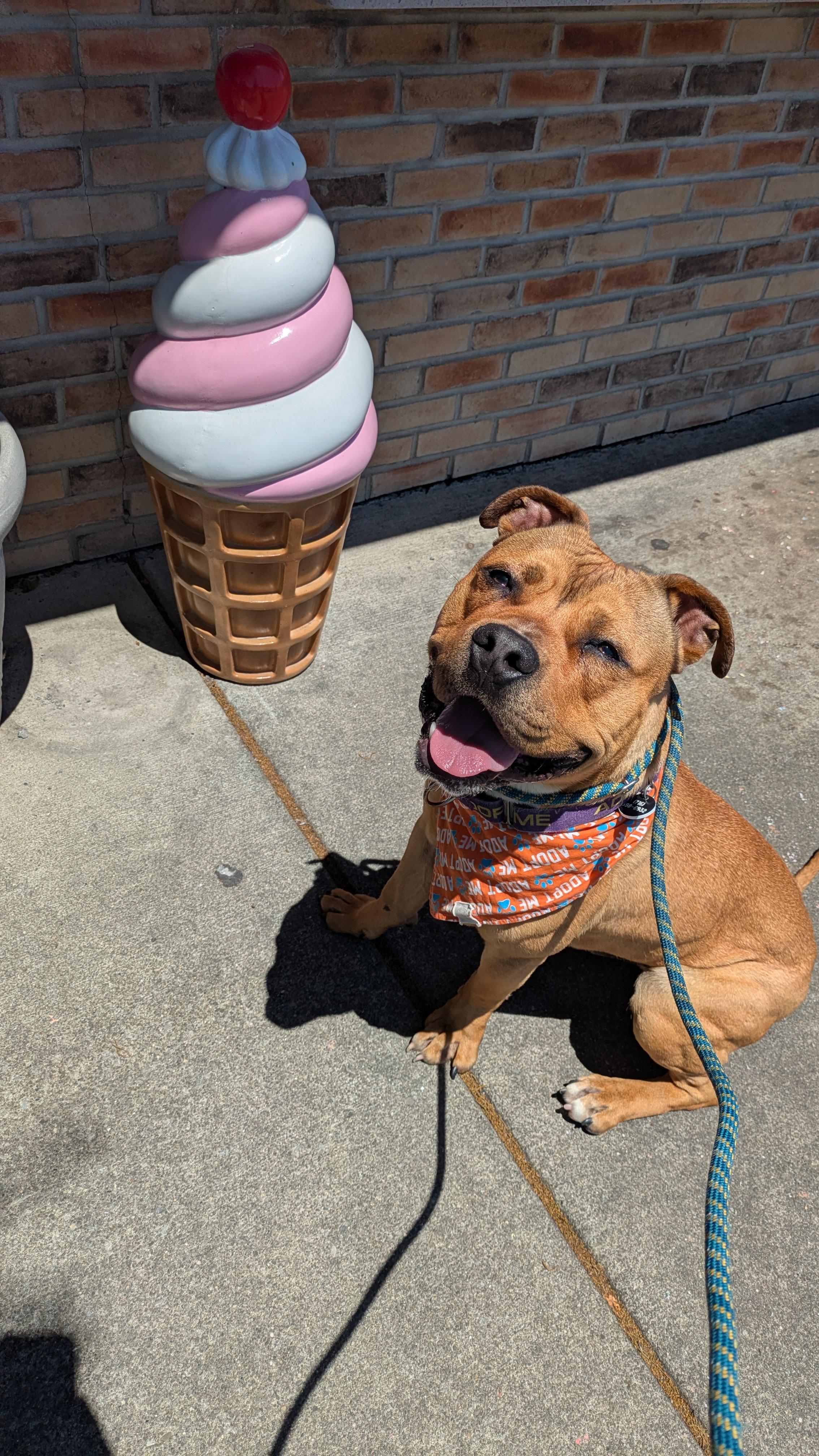 Enlarge Gonzo (fka Gopher), a ADOPTABLE mixed breed in Buffalo, NY image 5/6