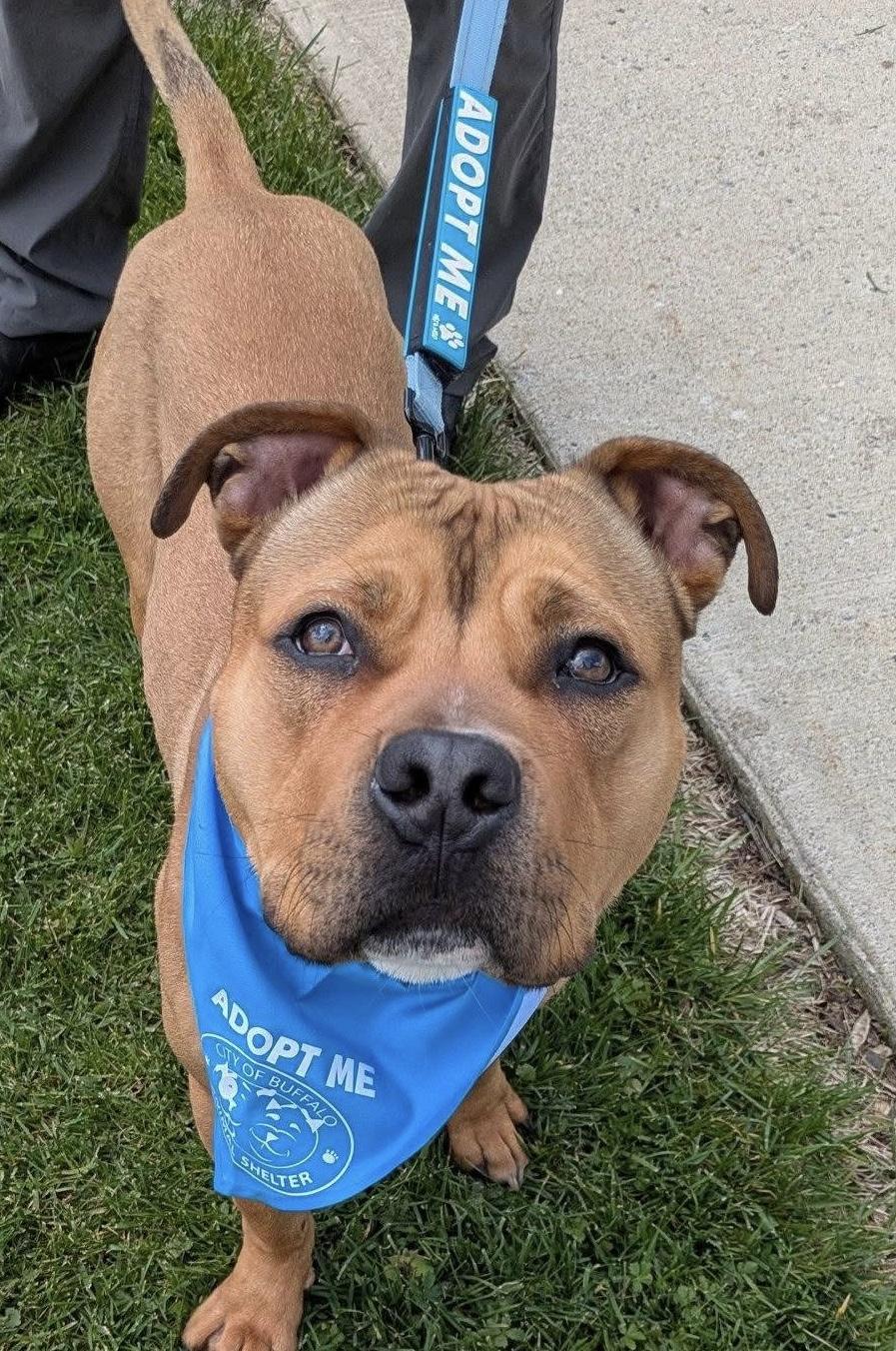Enlarge Gopher, a ADOPTABLE mixed breed in Buffalo, NY image 6/6